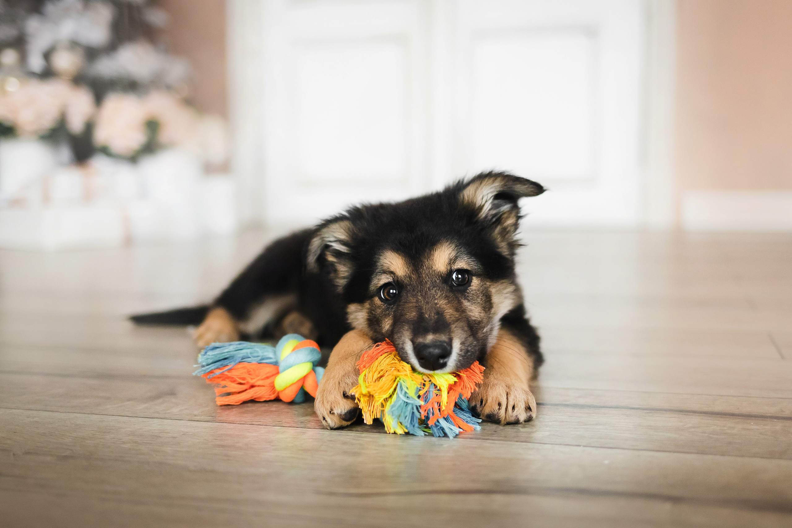 Фотосессия щенков Сатин и Нильс в студии