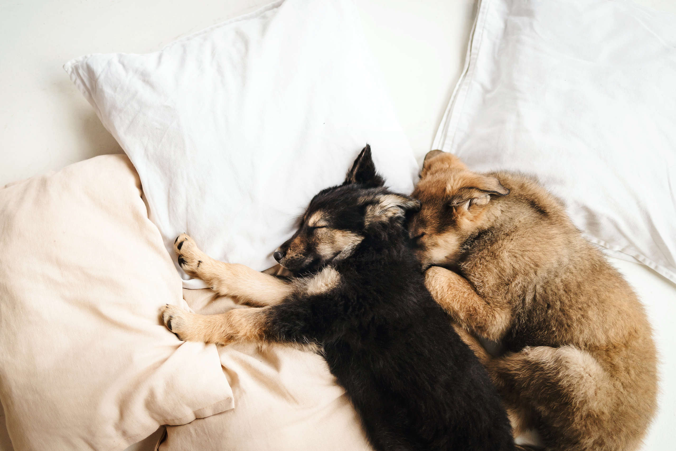 Фотосессия щенков Сатин и Нильс в студии