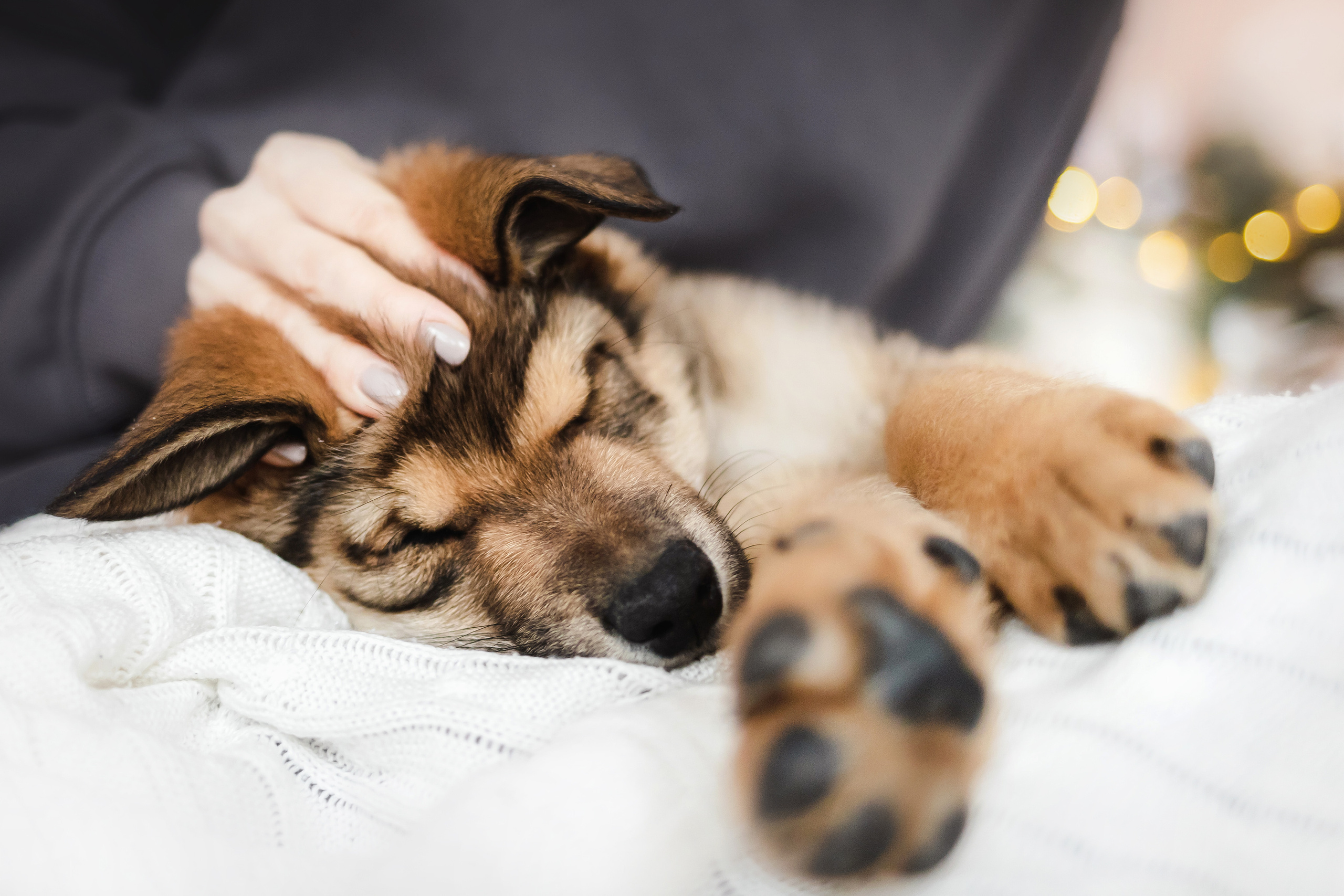 Фотосессия щенков Сатин и Нильс в студии