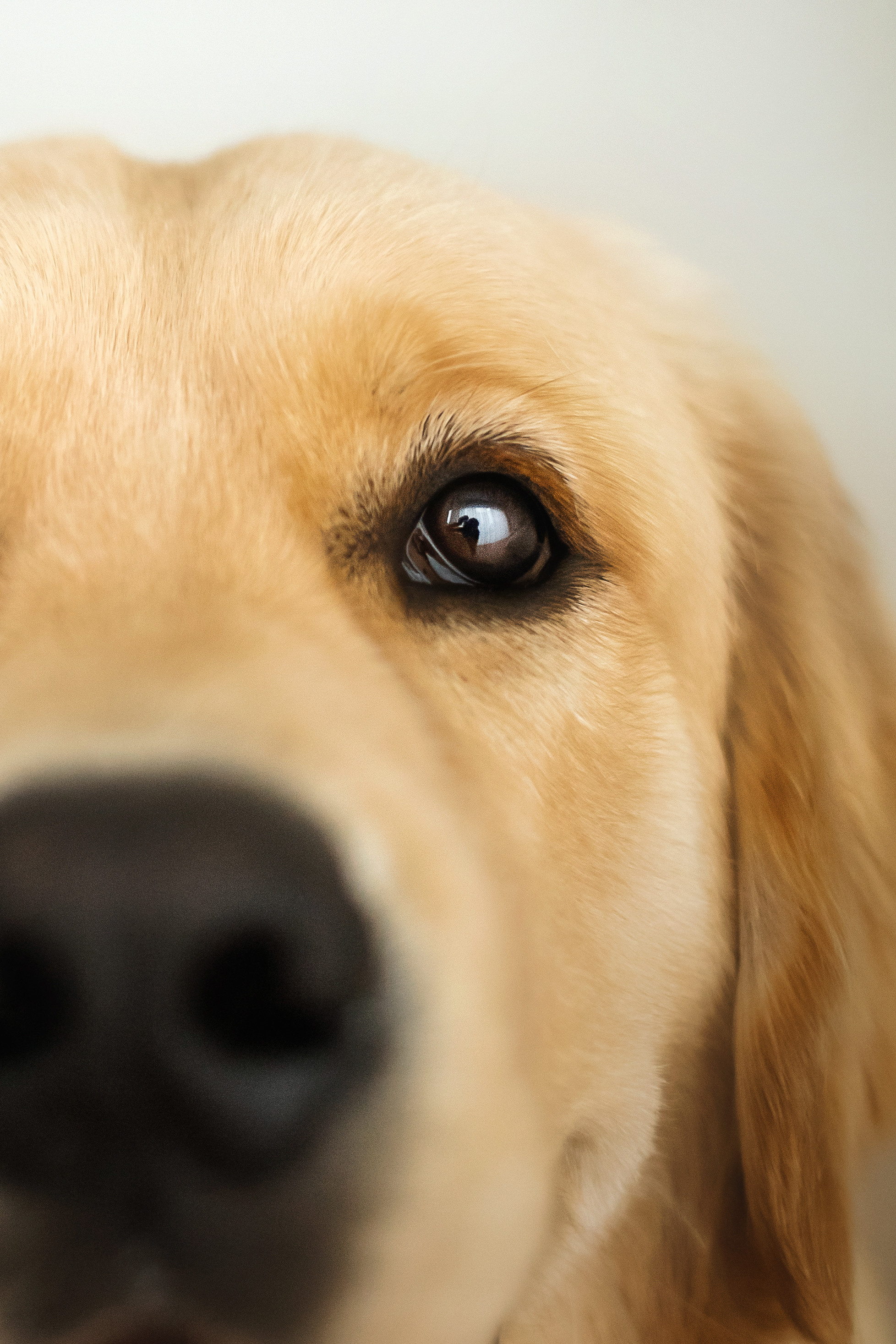 Фотосессия с щенком золотистого ретривера