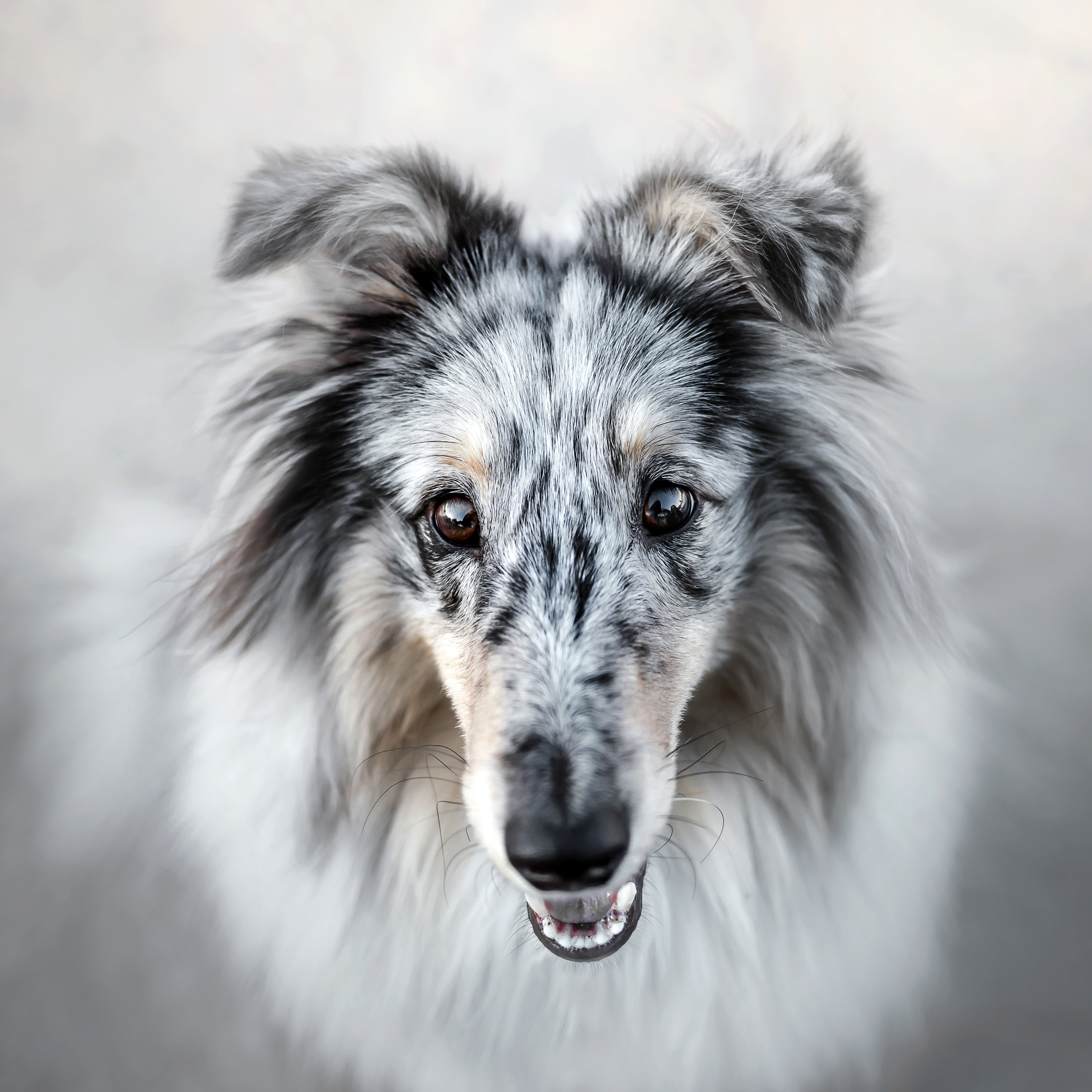 Фотосессия с шелти Скаем