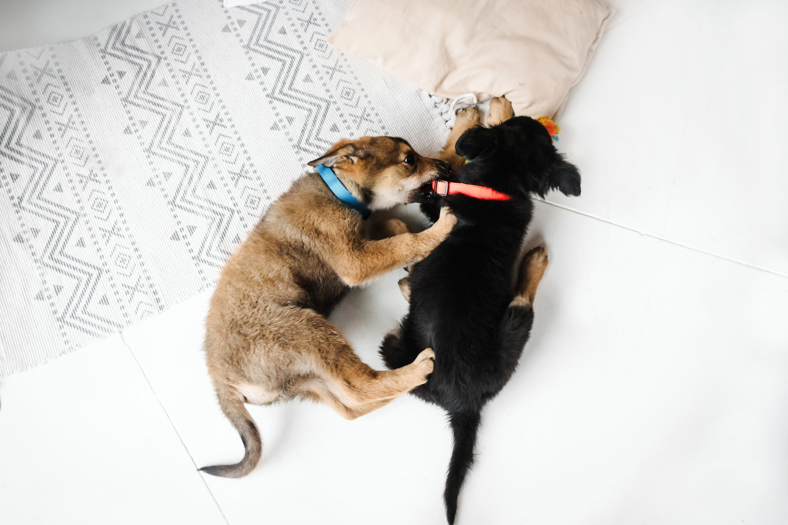 Фотосессия щенков Сатин и Нильс в студии