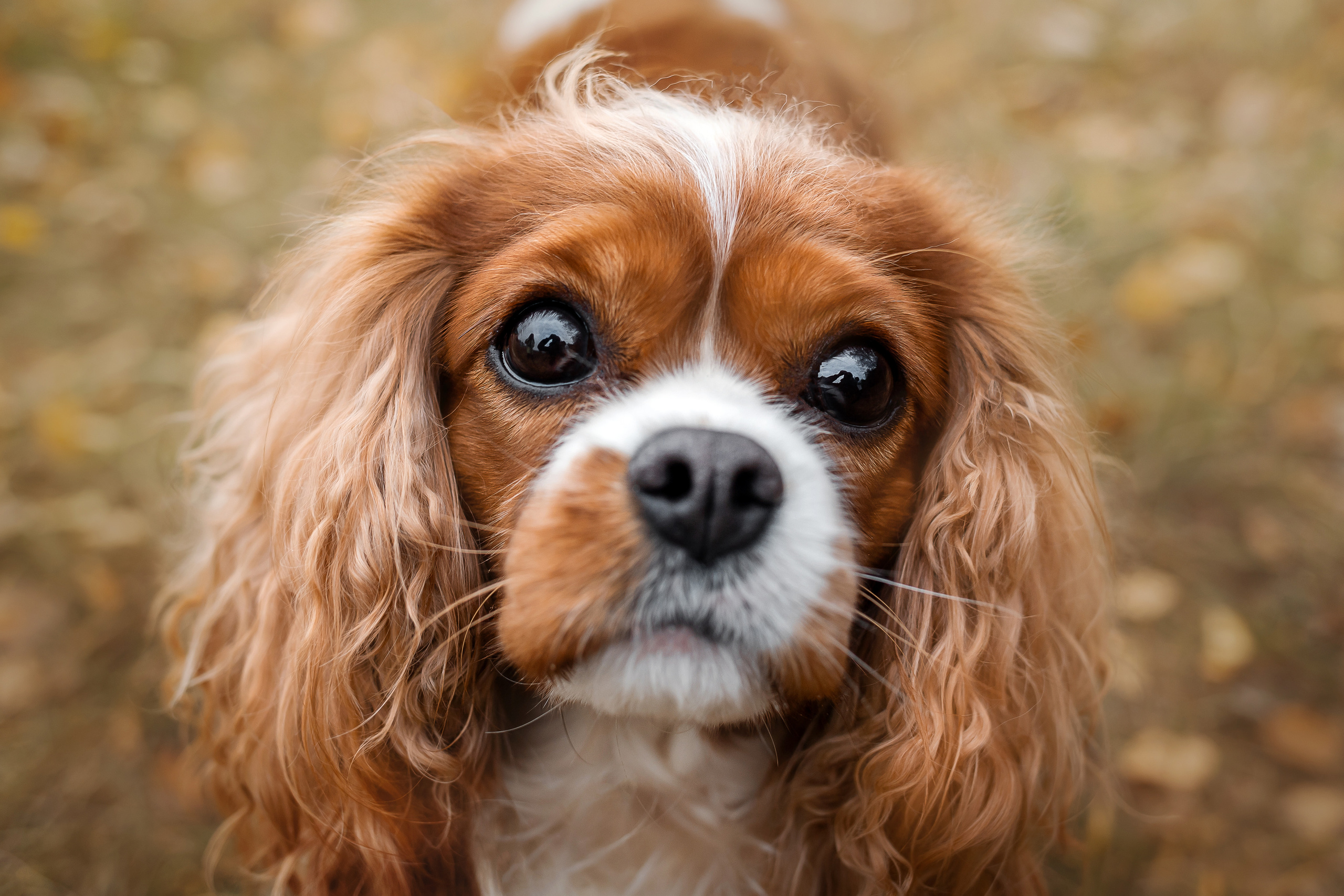 Фотосессия с ребенком и собакой