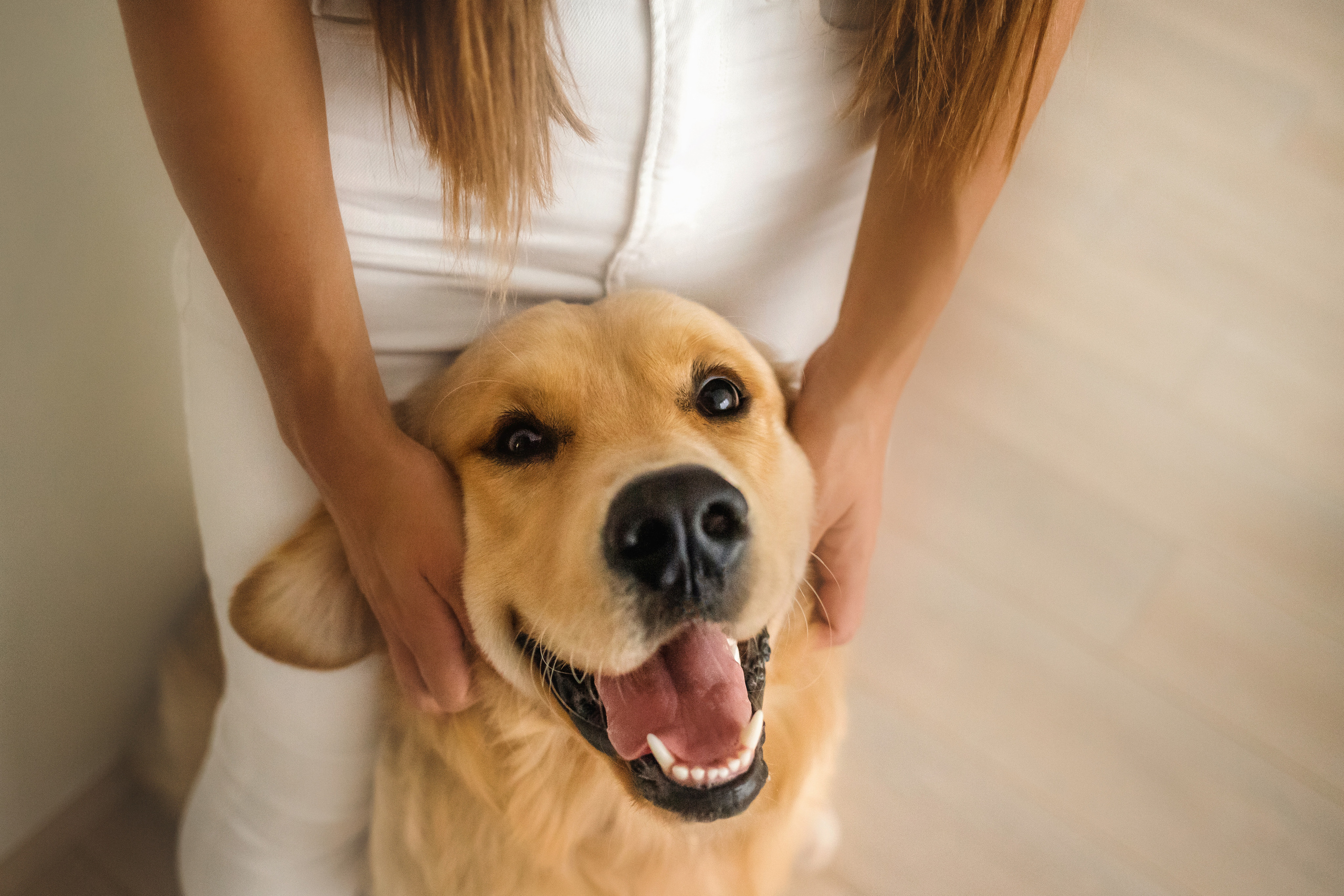 Фотосессия с щенком золотистого ретривера