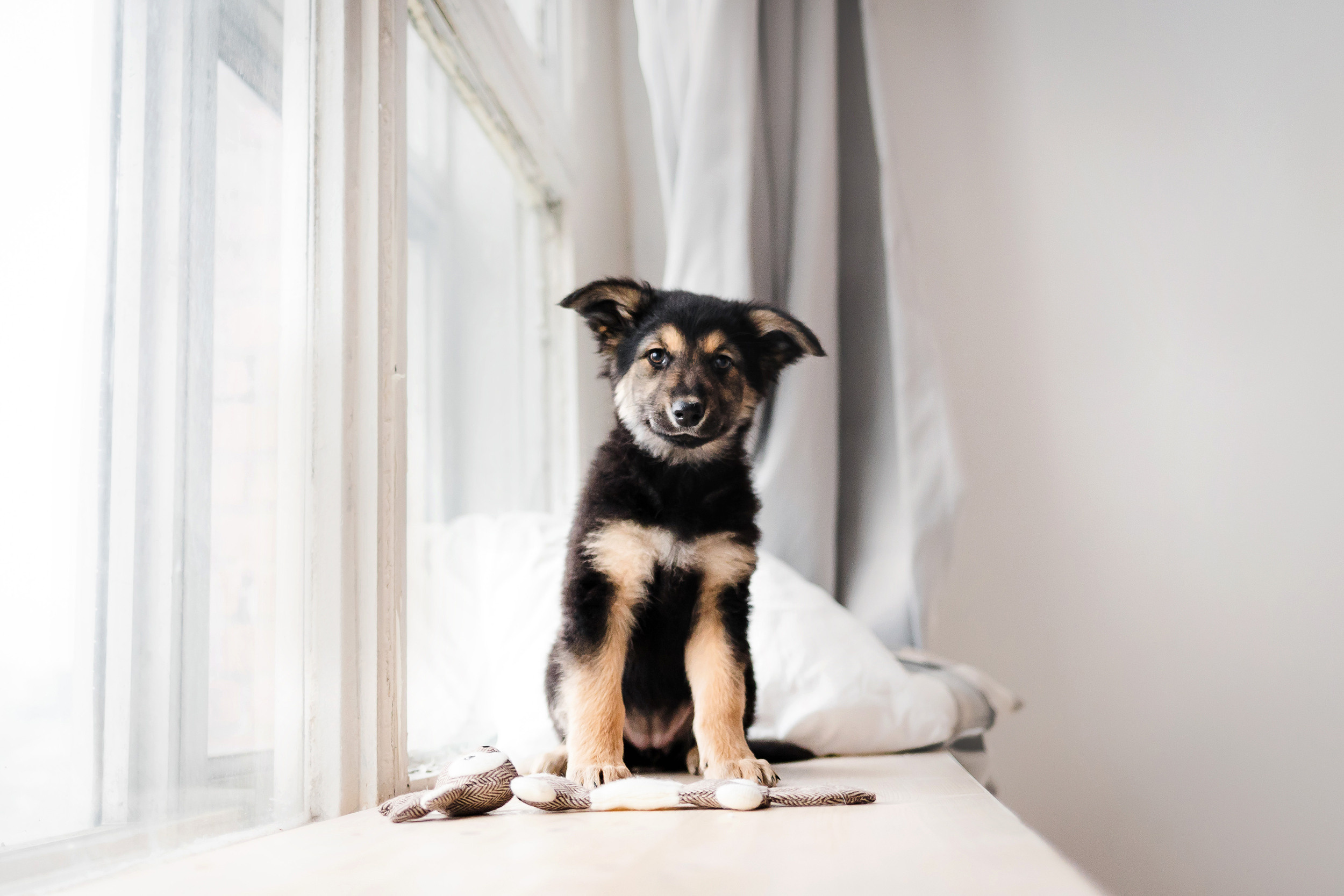 Фотосессия щенков Сатин и Нильс в студии