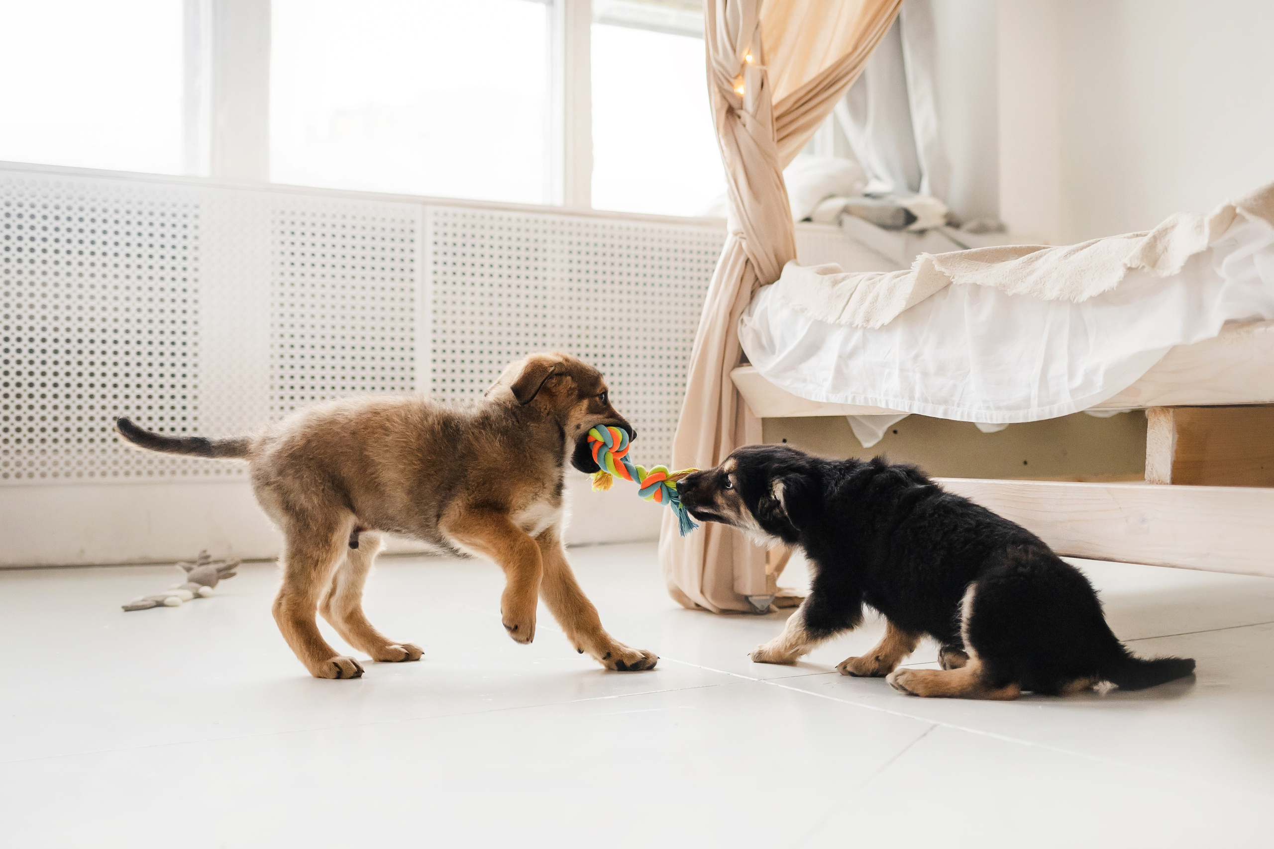 Фотосессия щенков Сатин и Нильс в студии