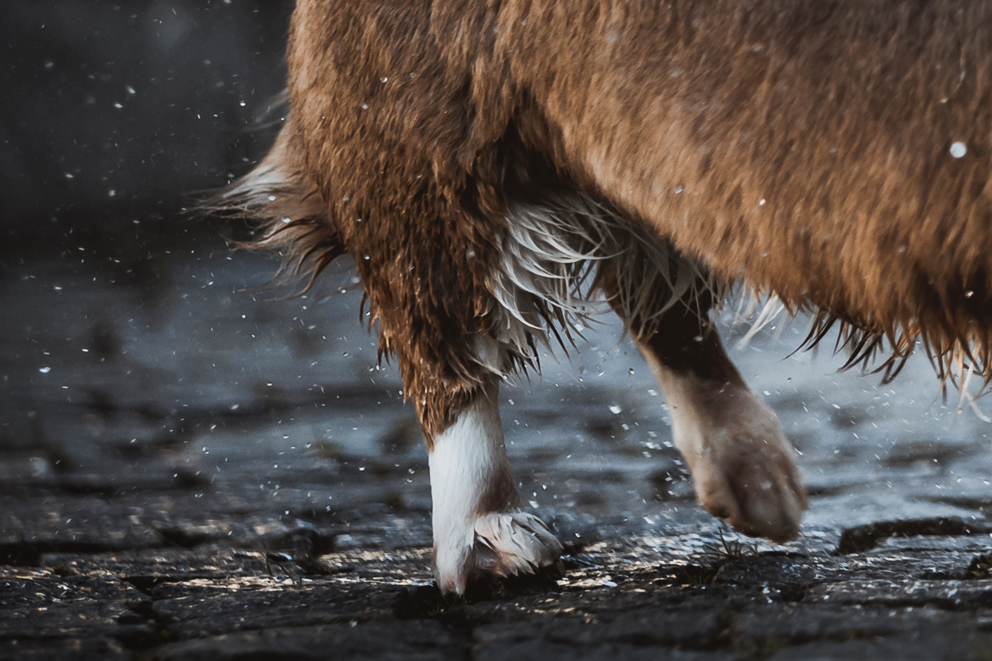 Кристина и Лулуди