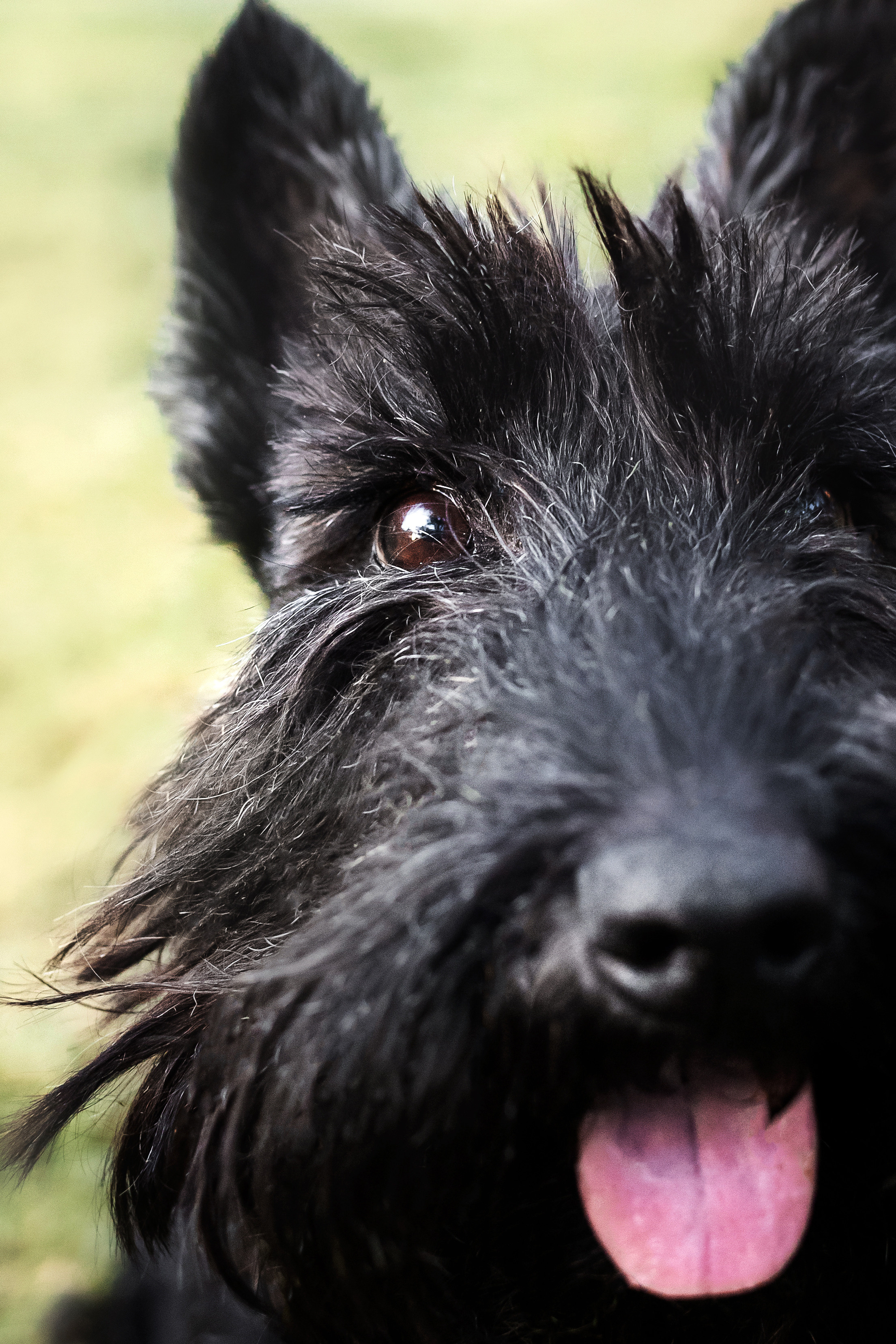 Фотосессия Урсы, Йоши и их семьи