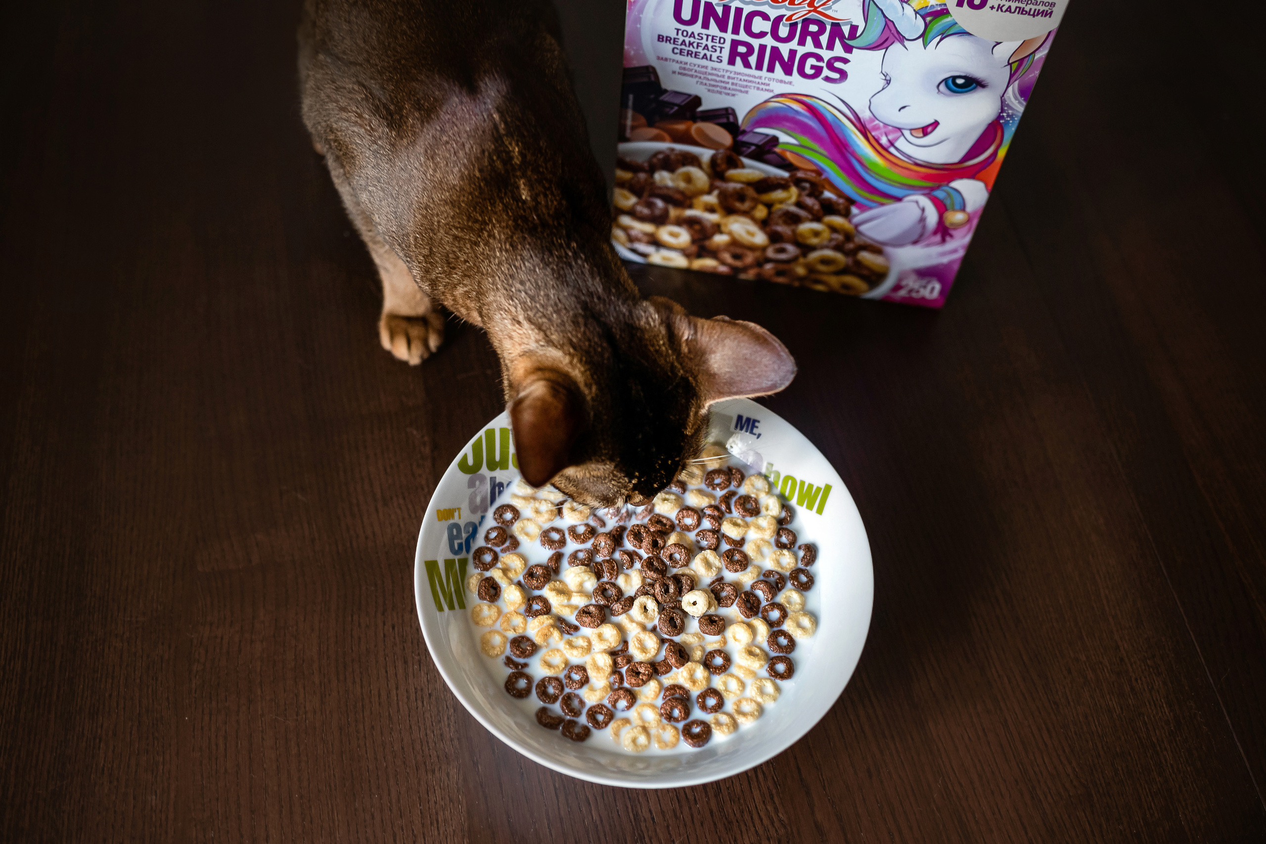 Фотосессия с кошкой, собакой и кроликом