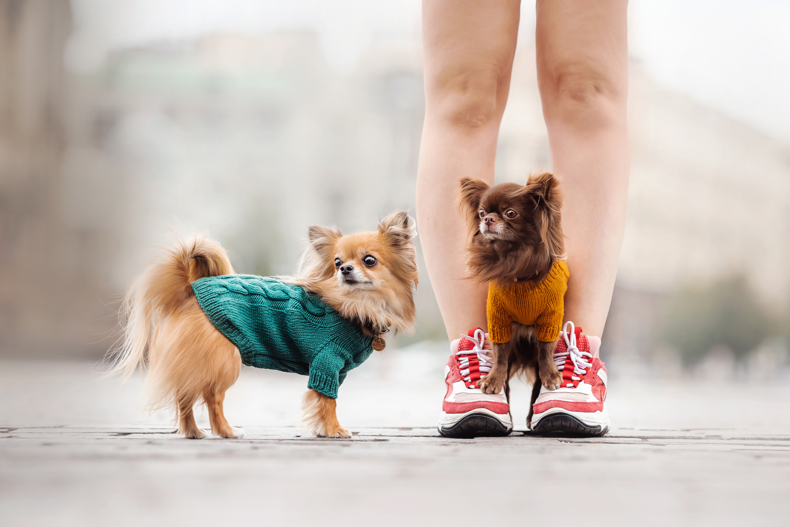 Фотосессия с чихуахуа в центре Москвы