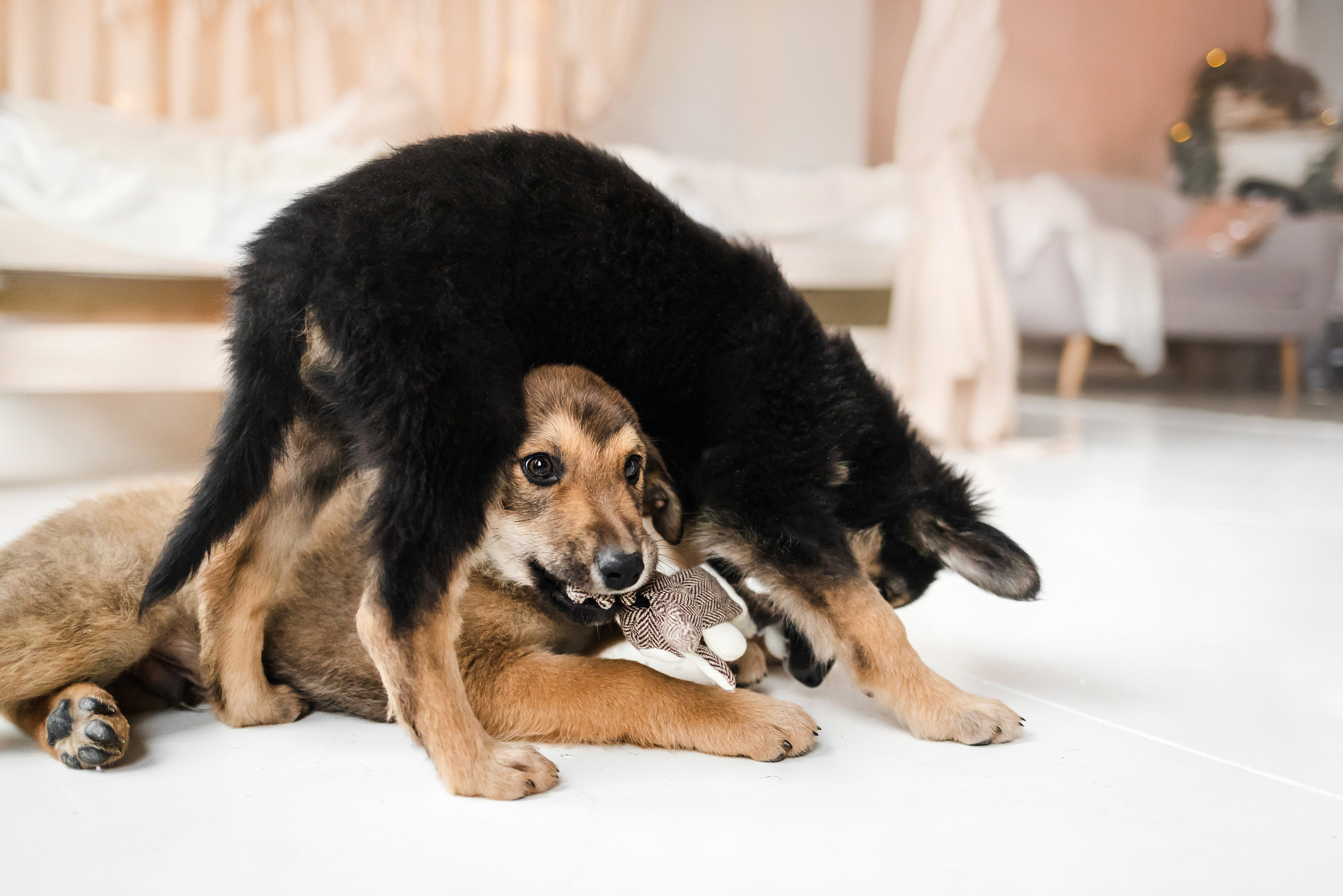 Фотосессия щенков Сатин и Нильс в студии