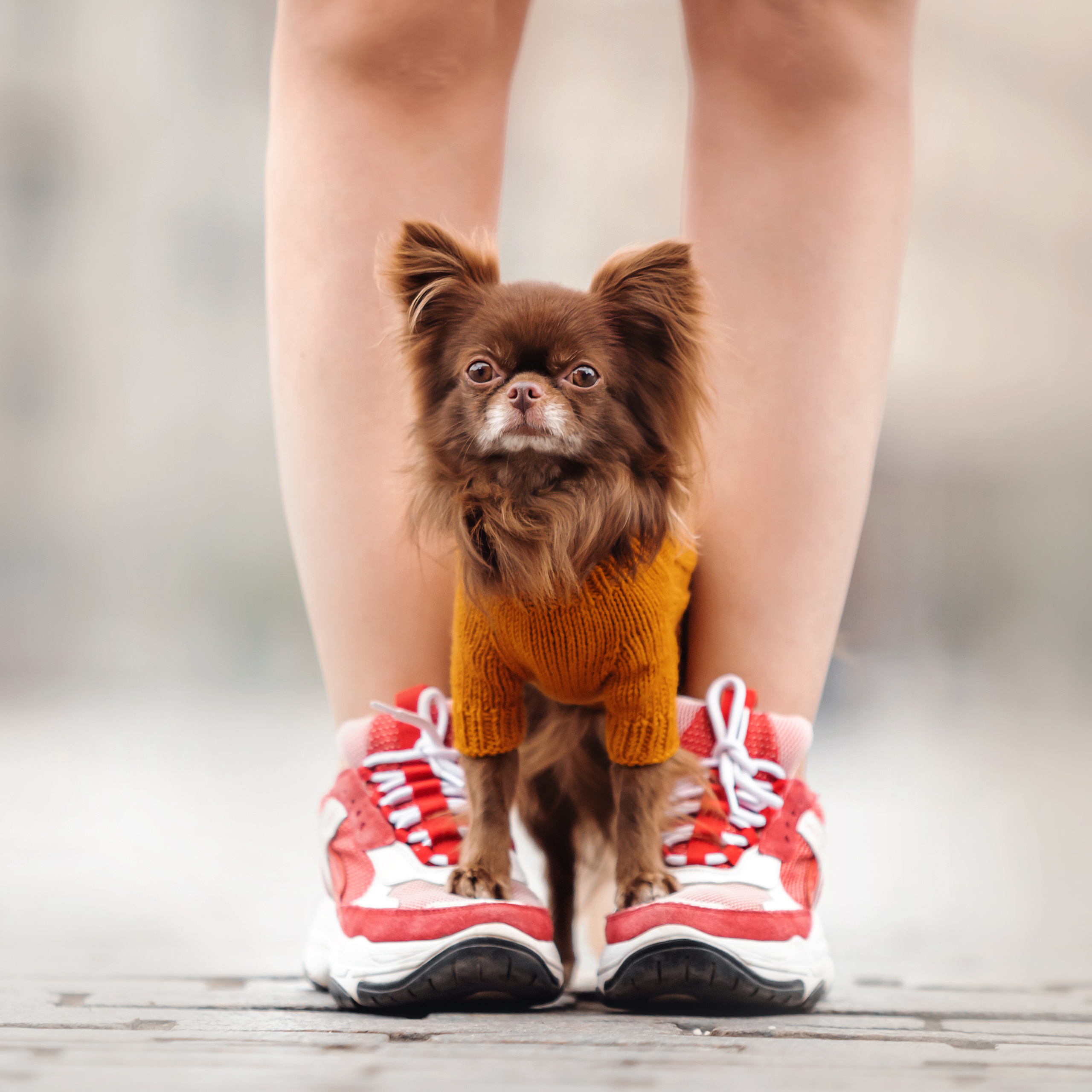 Фотосессия с чихуахуа в центре Москвы