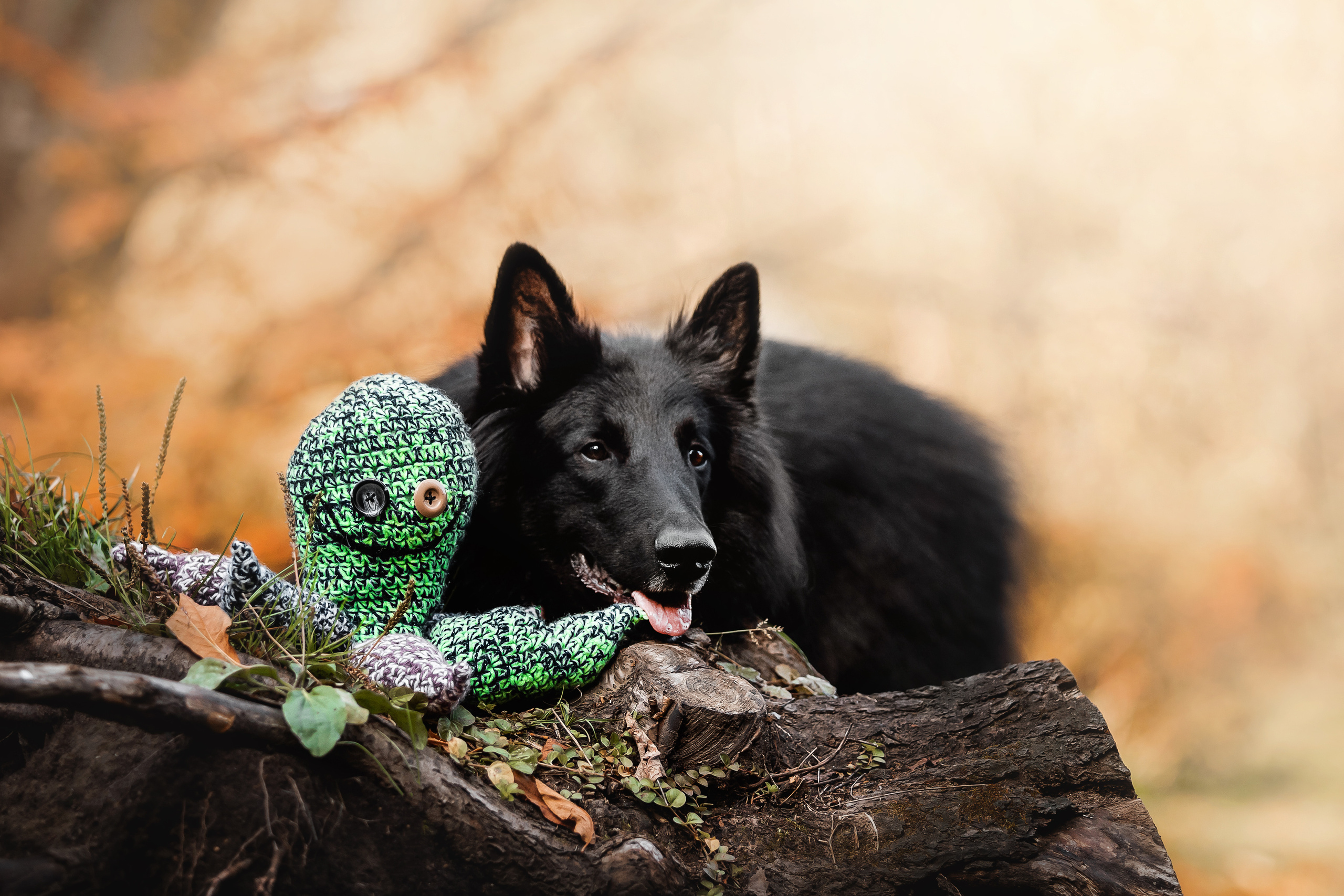Фотосессия с грюнендалем Йаррхи