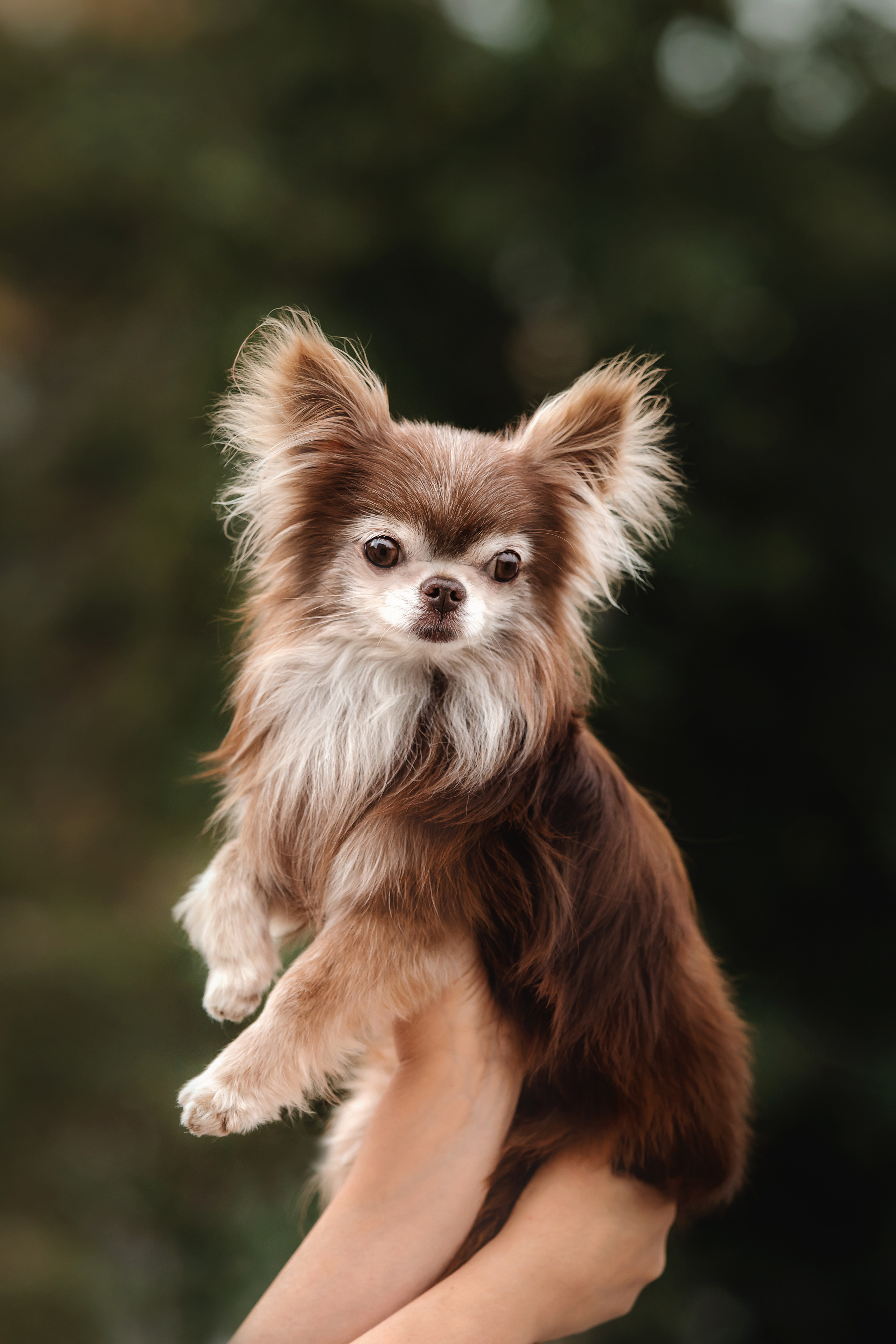 Фотосессия с чихуахуа в центре Москвы