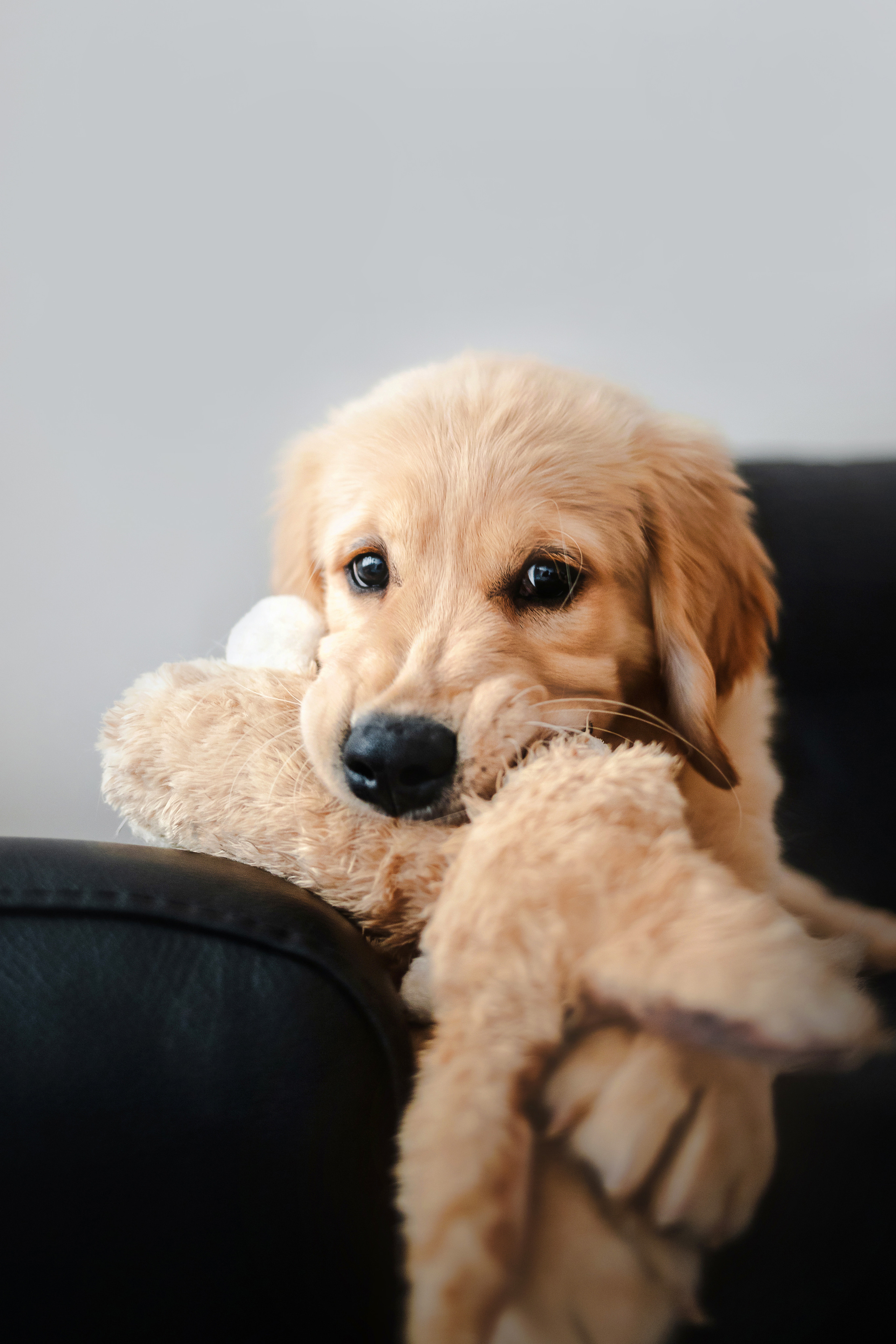 домашняя фотосессия с щенком