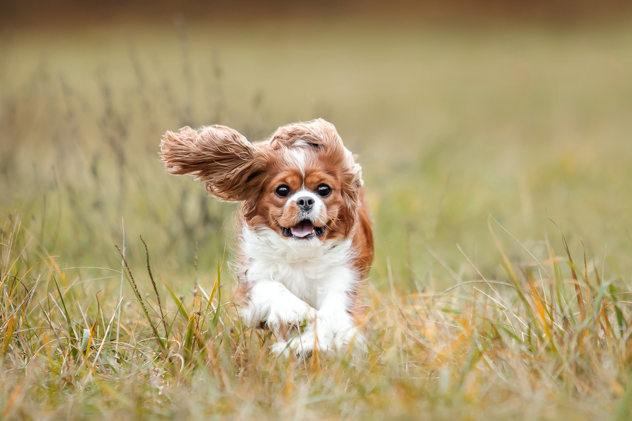 Фотосессия с ребенком и собакой