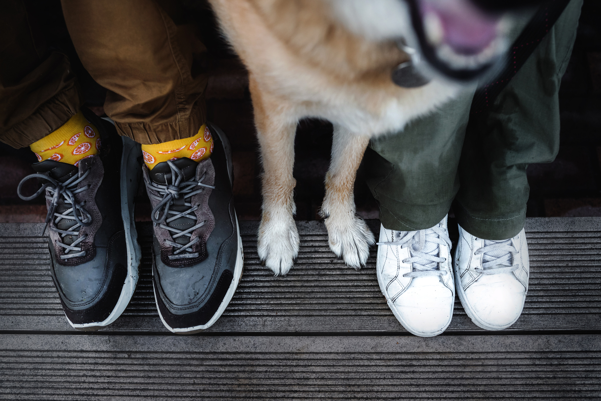 Фотосессия на рассвете собаки Росси, Саввы и их семьи