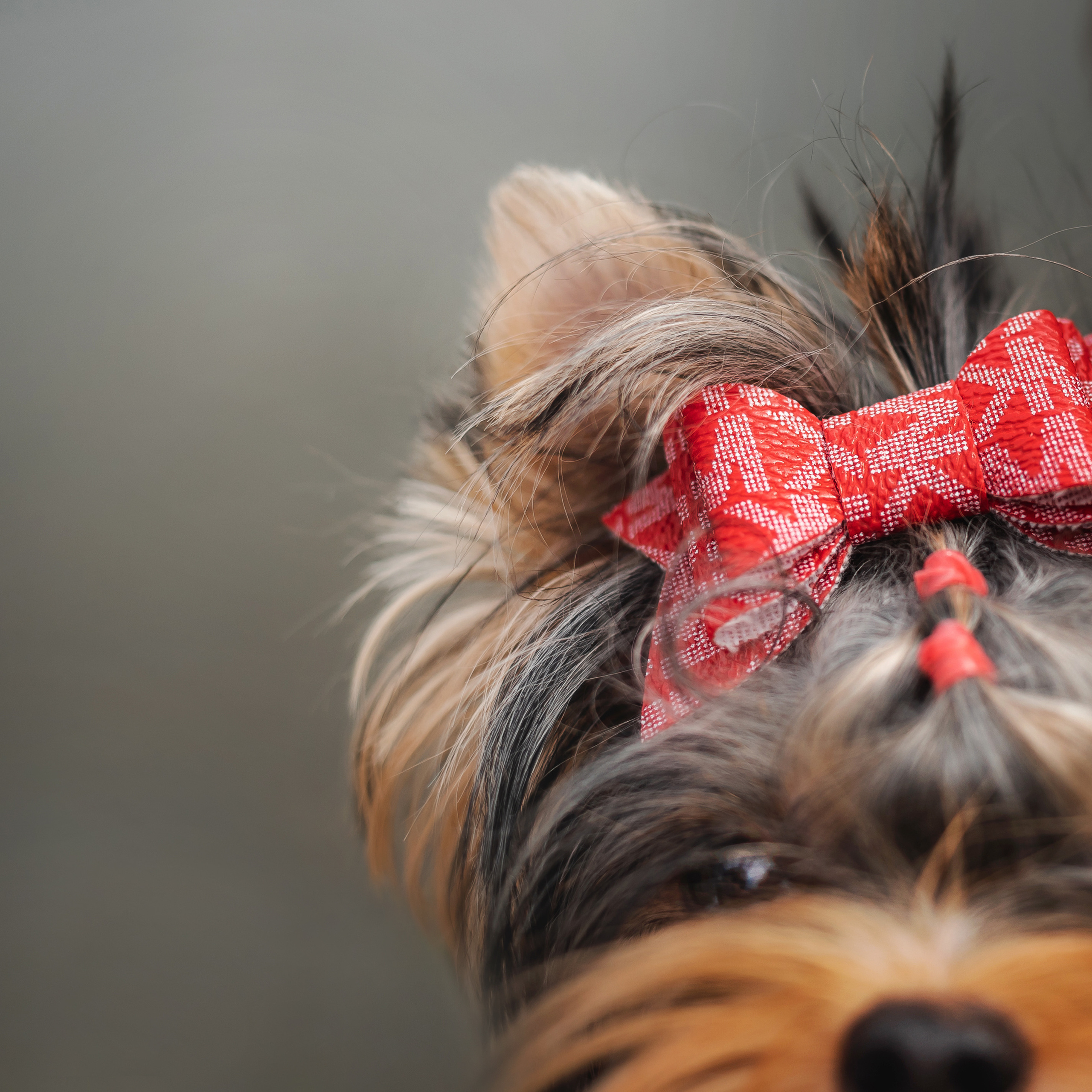 Фотосессия йорка Юли и ее семья