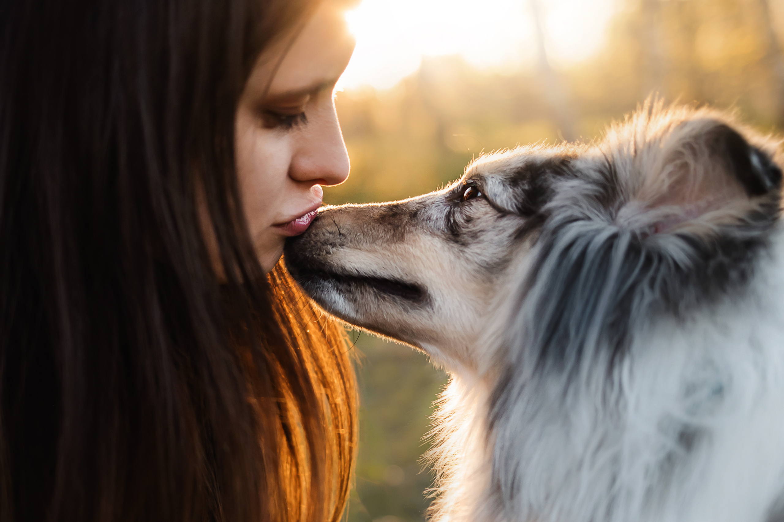 Фотосессия с шелти Скаем
