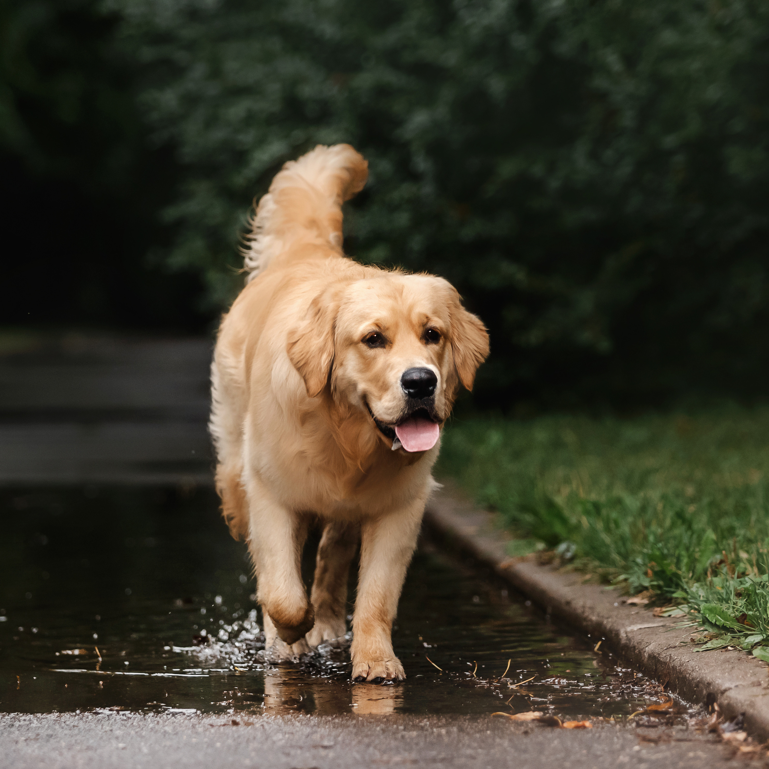 Фотосессия с щенком золотистого ретривера