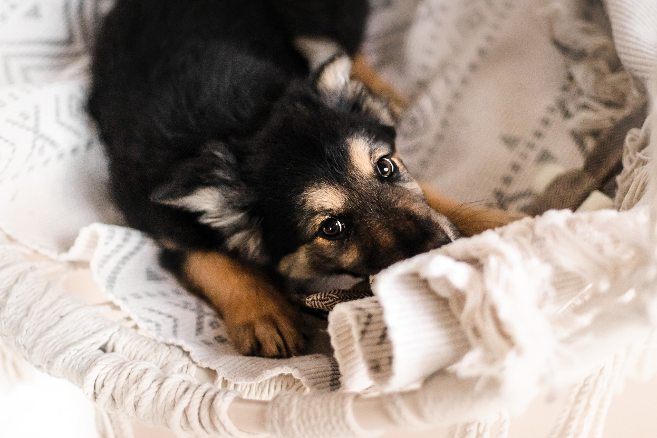 Фотосессия щенков Сатин и Нильс в студии