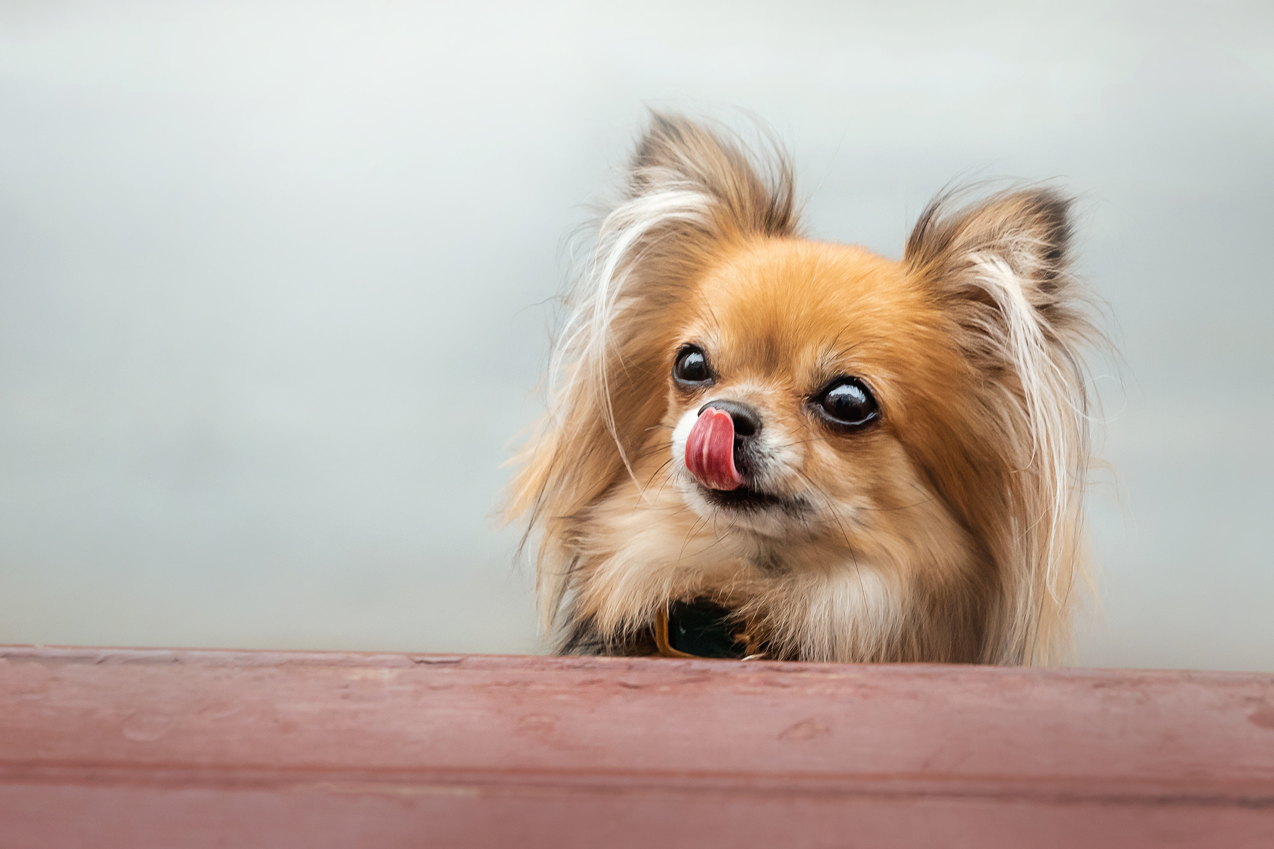 Фотосессия с чихуахуа в центре Москвы