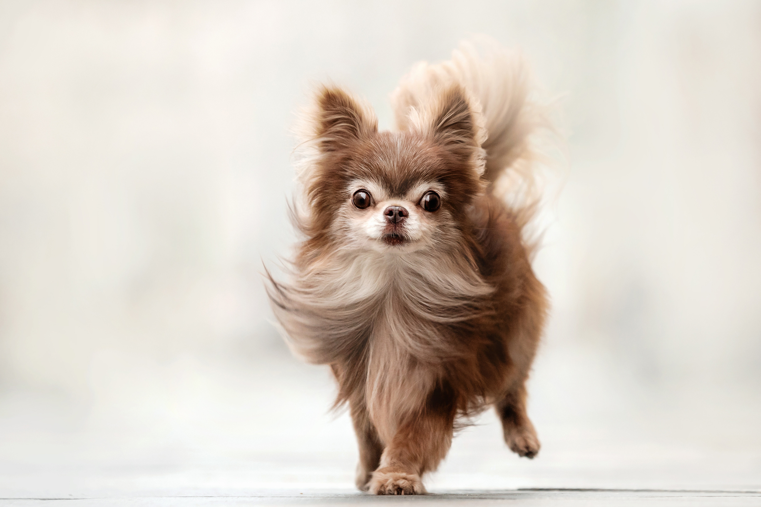 Фотосессия с чихуахуа в центре Москвы