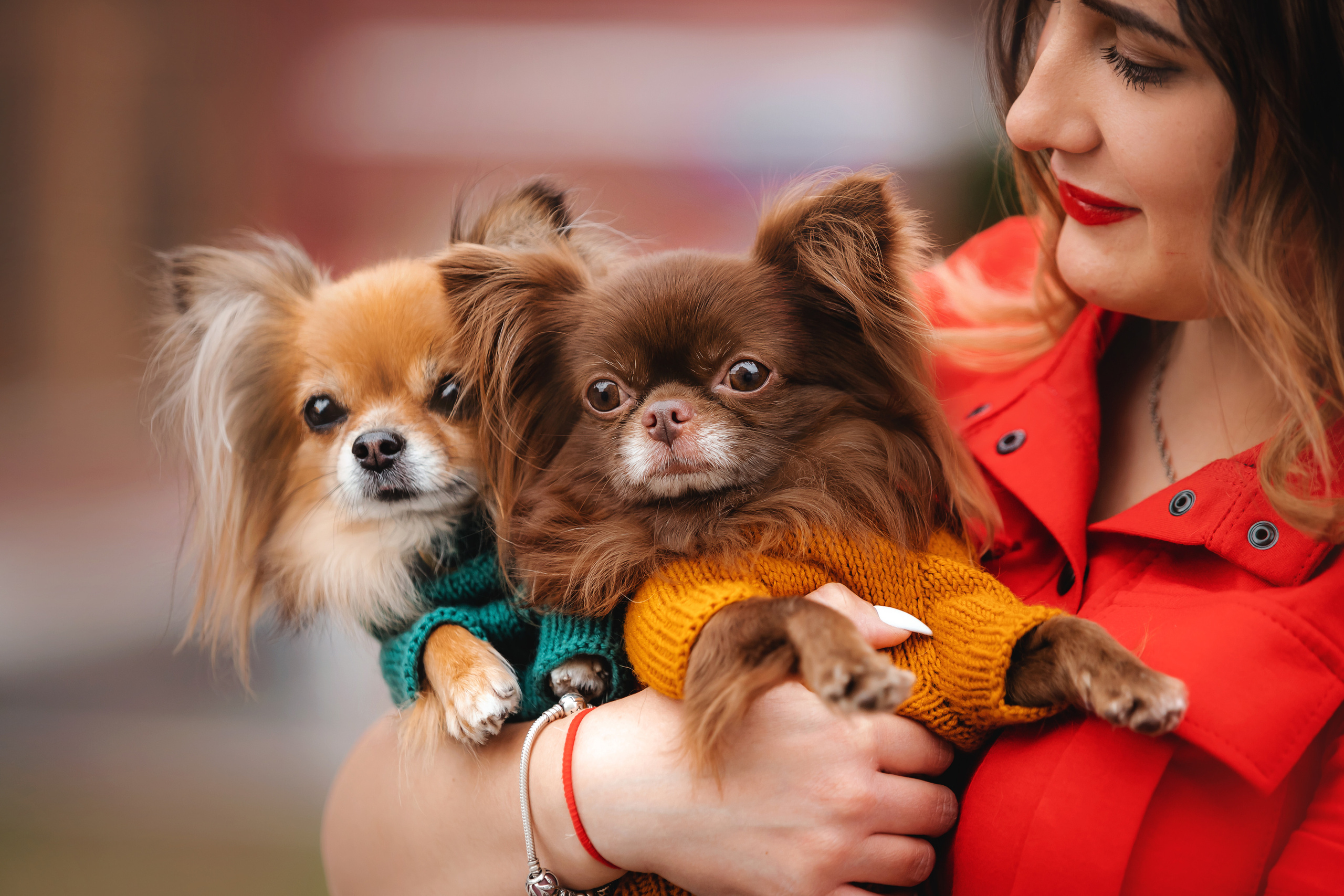 Фотосессия с чихуахуа в центре Москвы