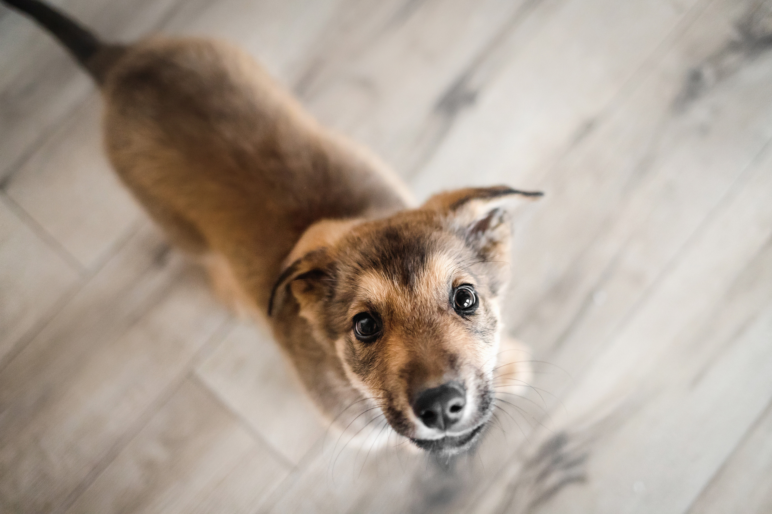 Фотосессия щенков Сатин и Нильс в студии