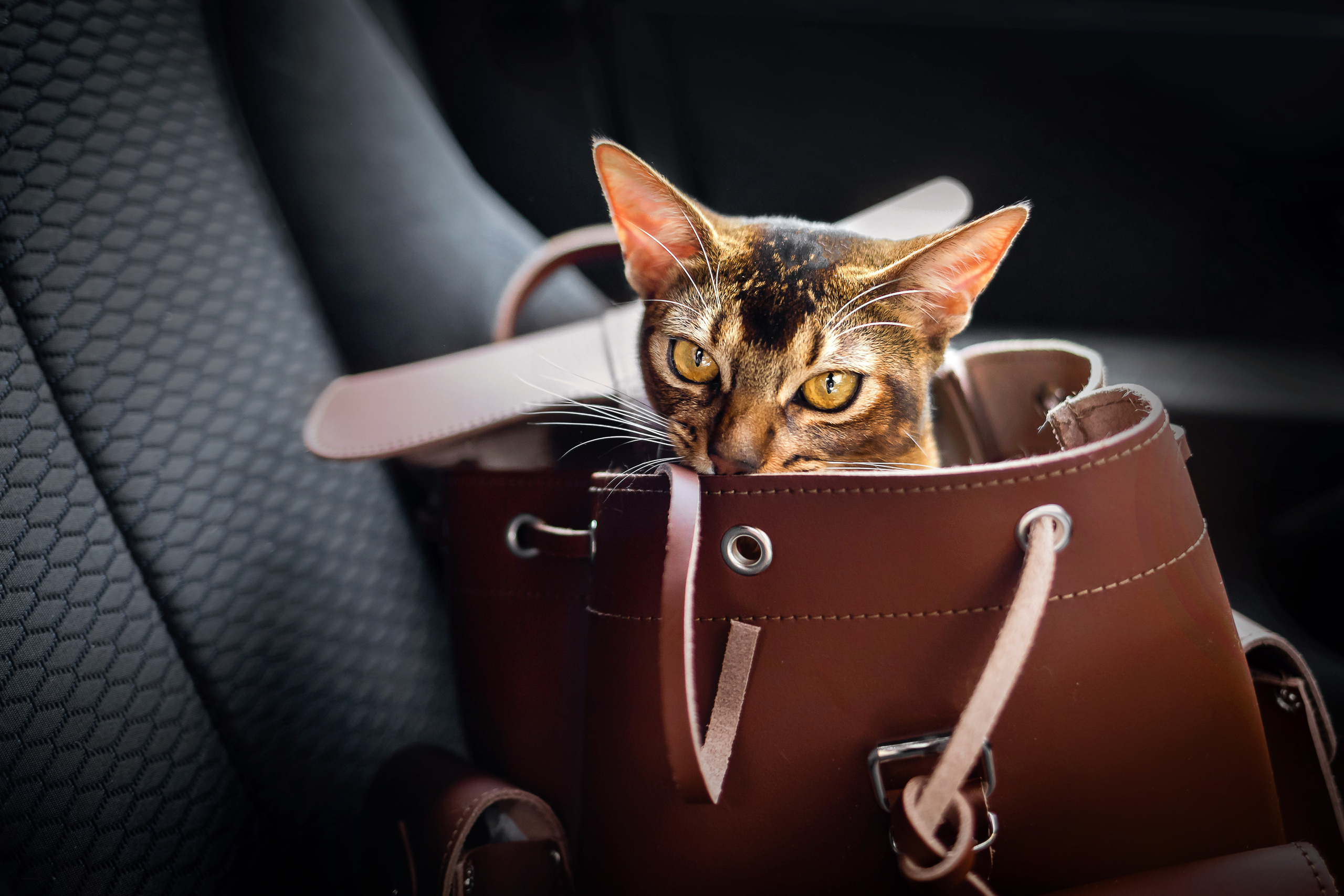 Фотосессия с кошкой, собакой и кроликом