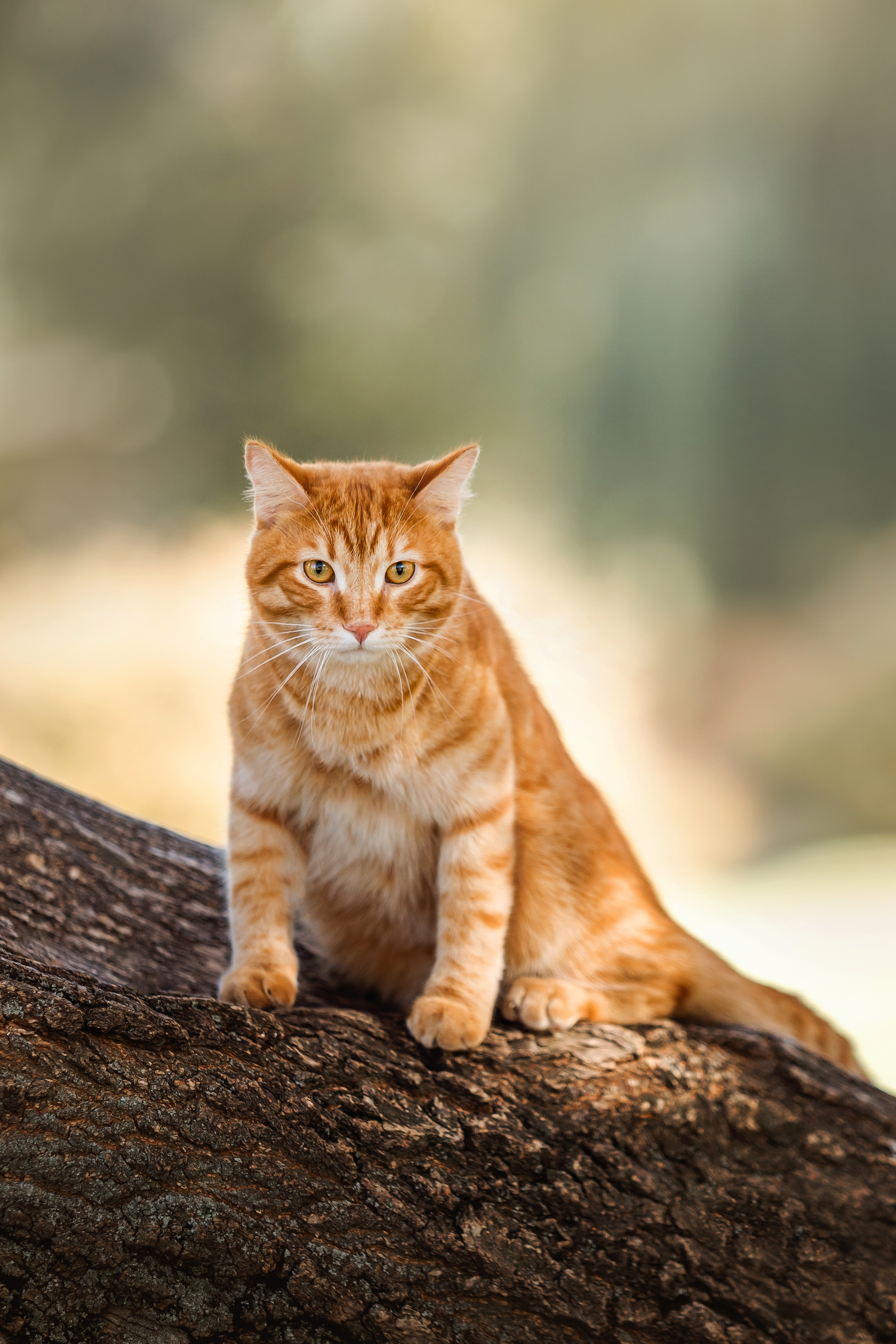 Фотосессия с собакой и котом. Ира, йорк Филя и кот Леброн