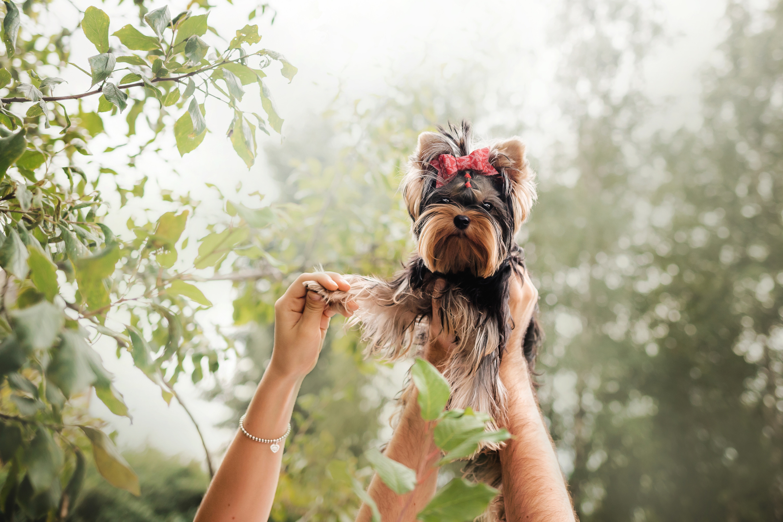 Фотосессия йорка Юли и ее семья