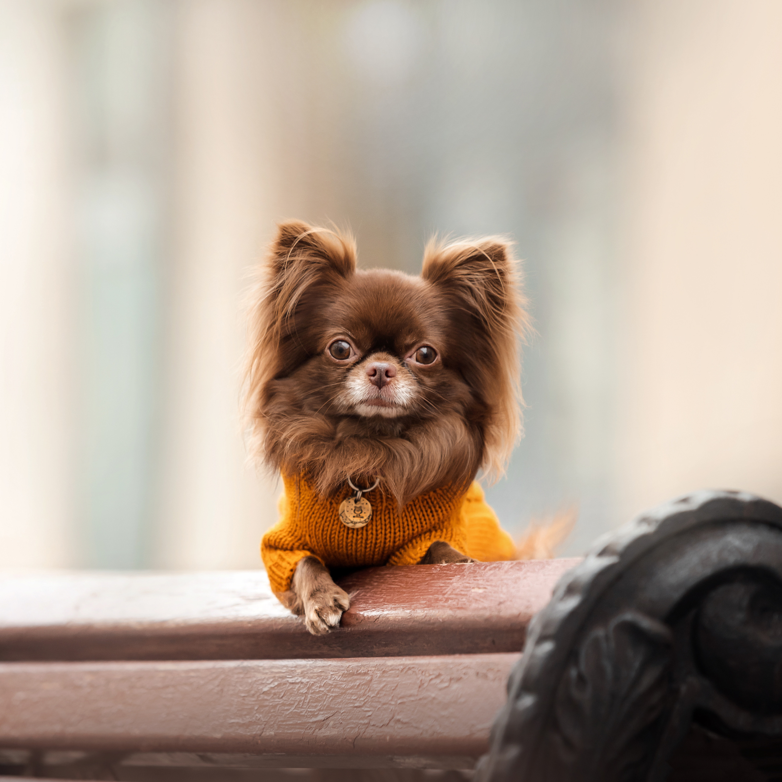 Фотосессия с чихуахуа в центре Москвы