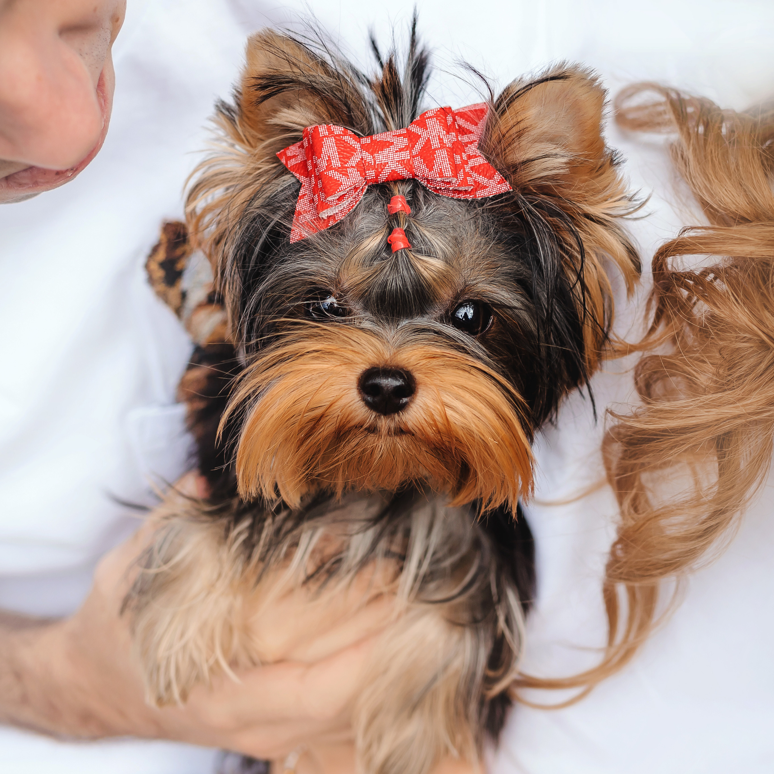 Фотосессия йорка Юли и ее семья