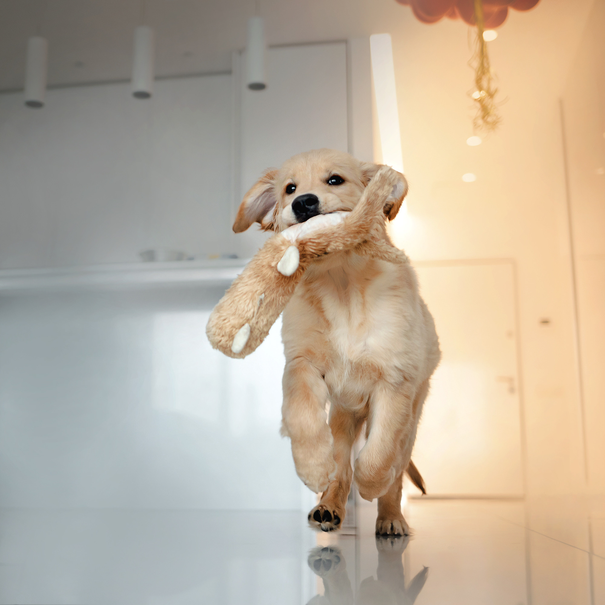 домашняя фотосессия с щенком