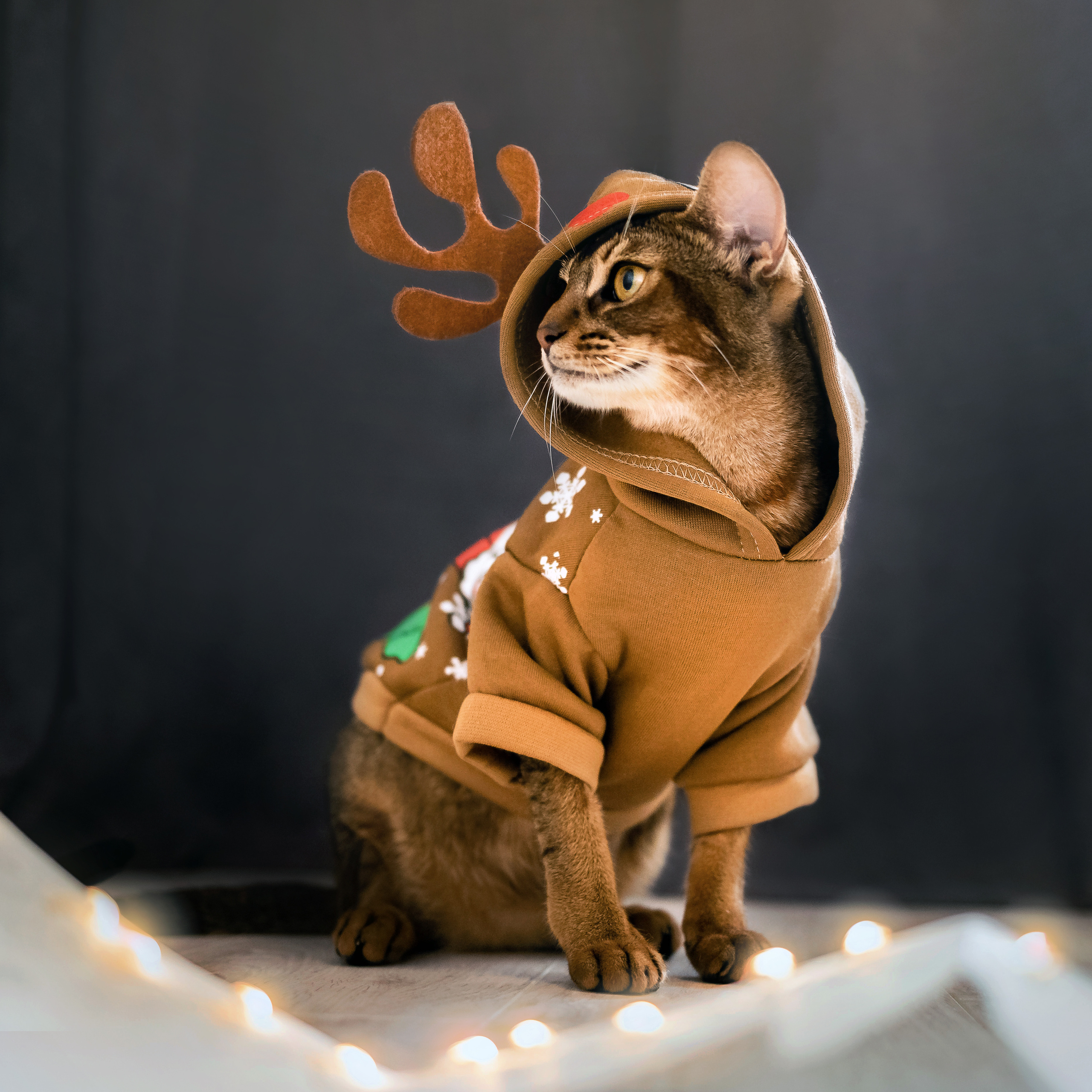 Фотосессия с кошкой, собакой и кроликом