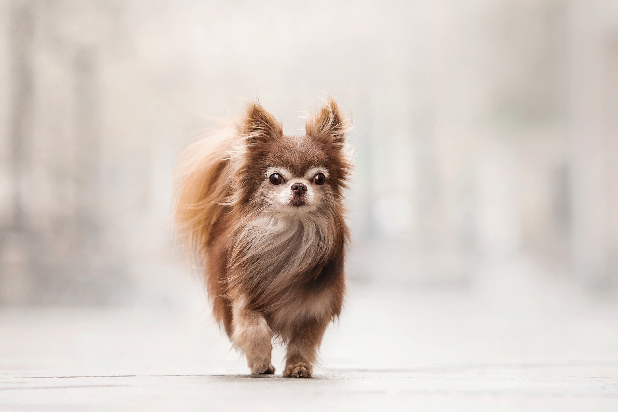 Фотосессия с чихуахуа в центре Москвы