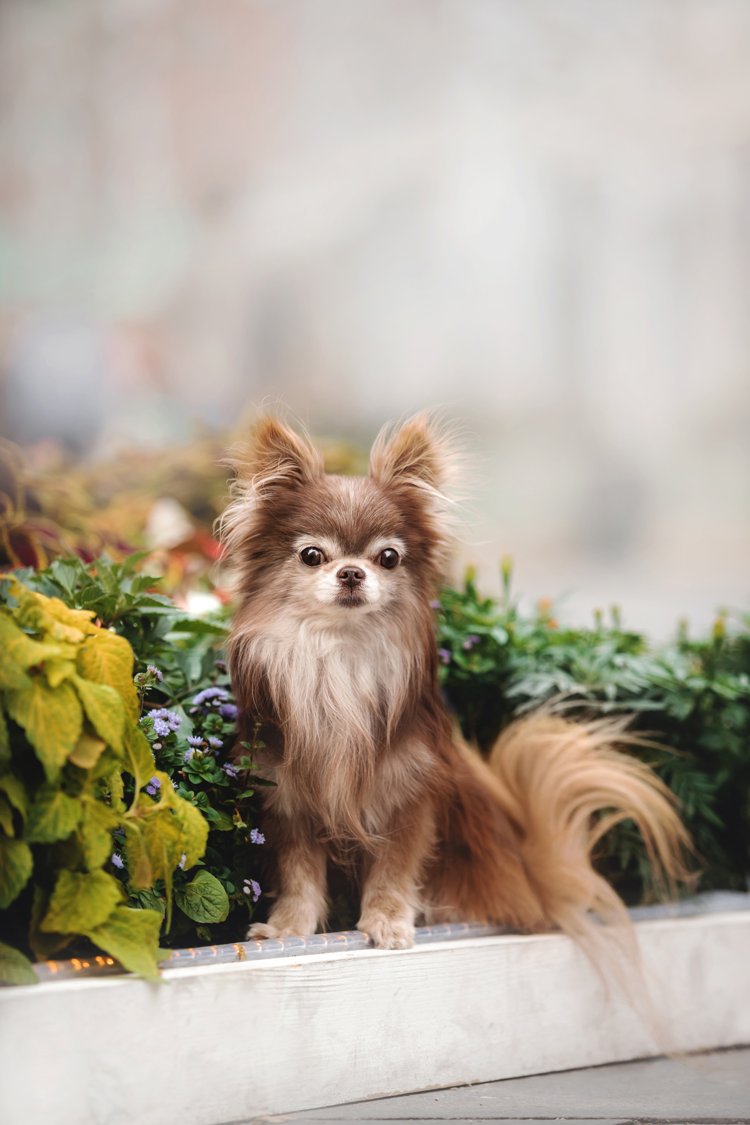 Фотосессия с чихуахуа в центре Москвы