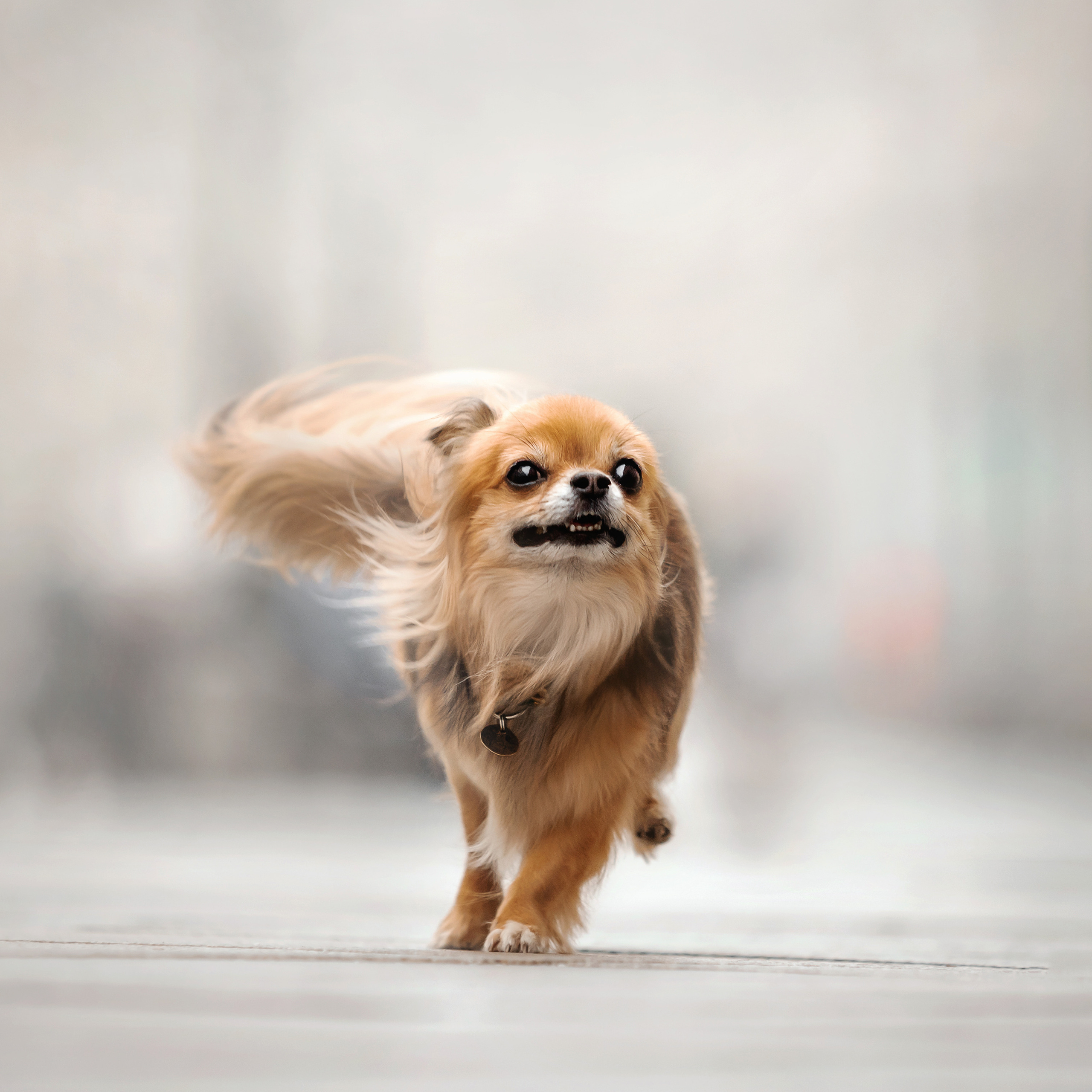 Фотосессия с чихуахуа в центре Москвы