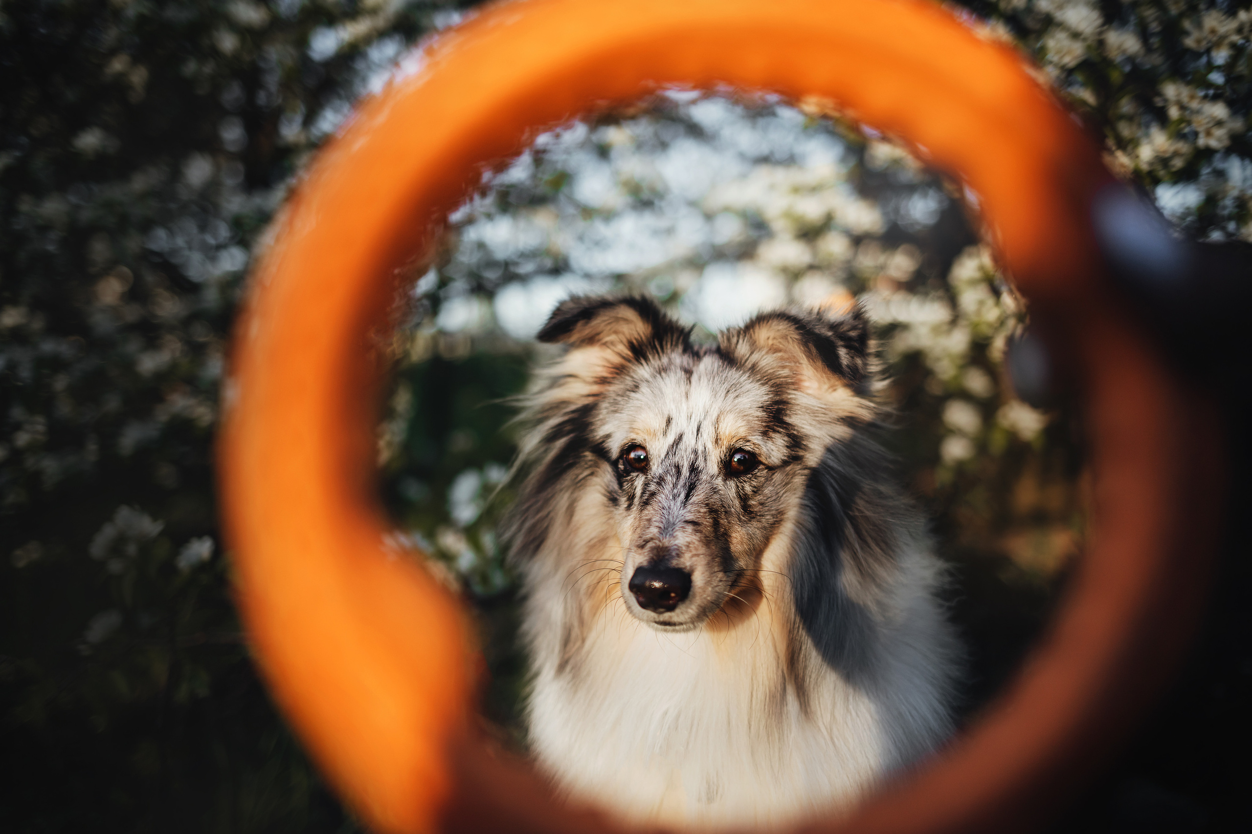 Фотосессия с шелти Скаем