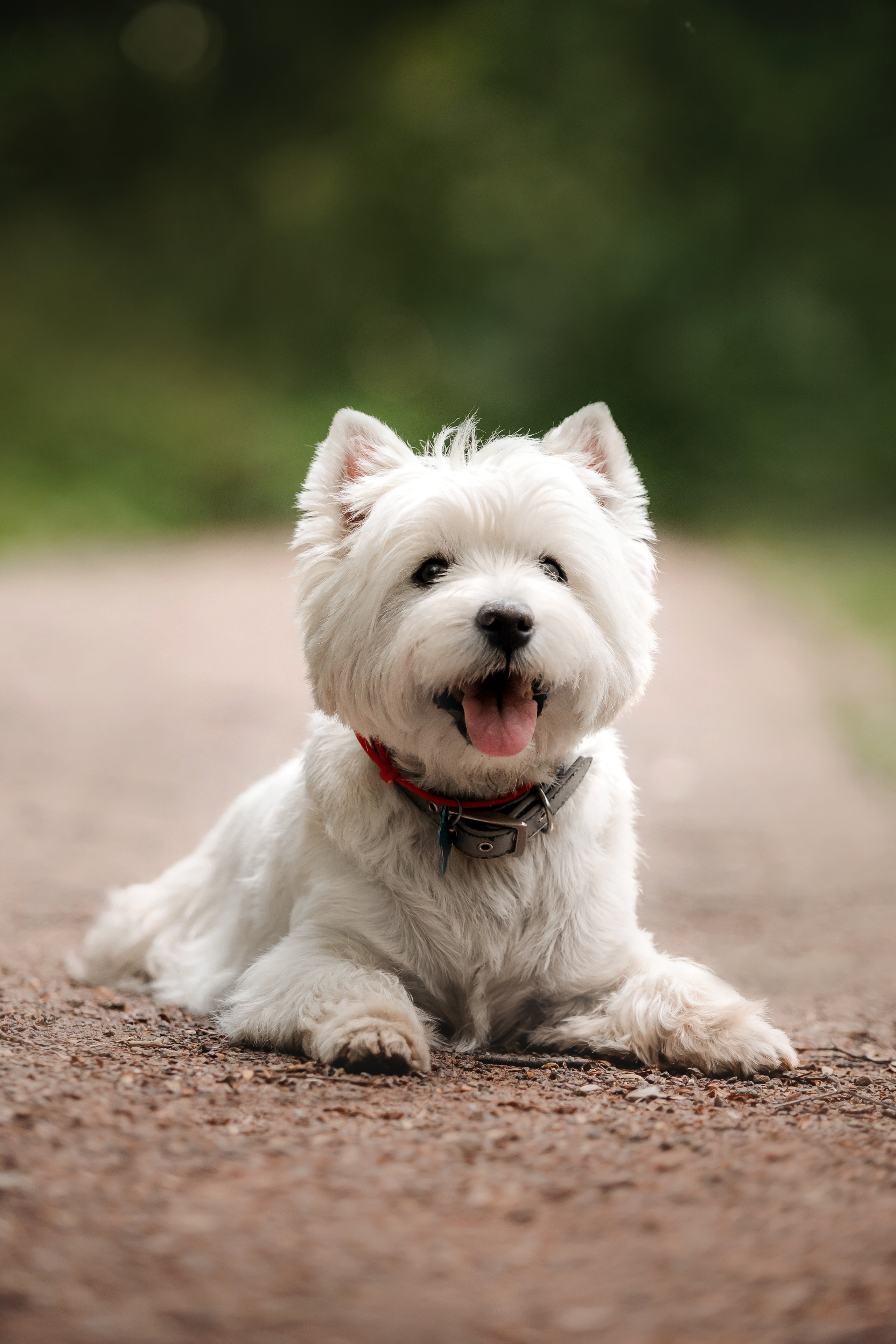 Перся и его семья в Ботаническом лесу