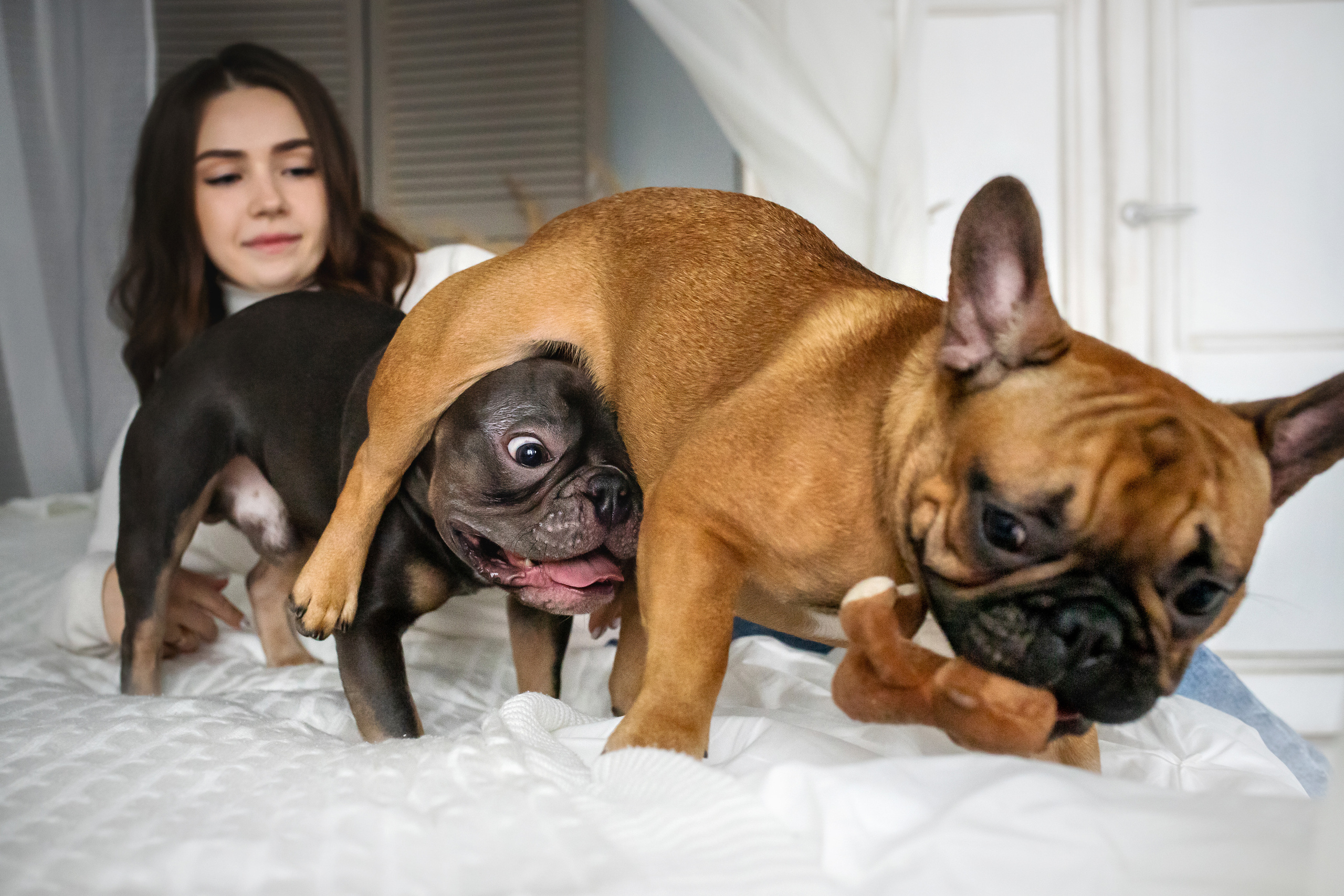 Фотосессия бульдогов Лео и Марса в догфрендли студии