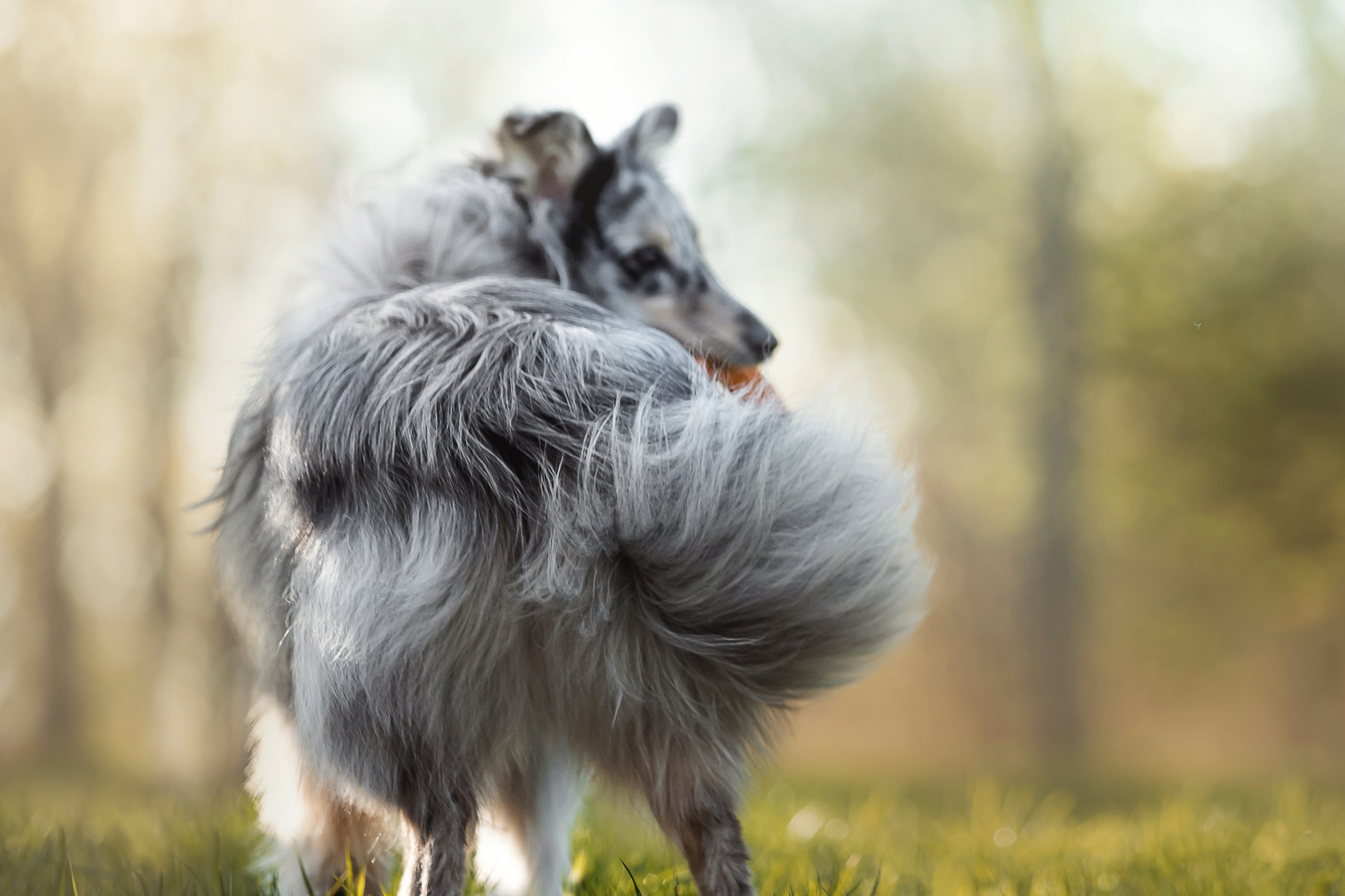 Фотосессия с шелти Скаем