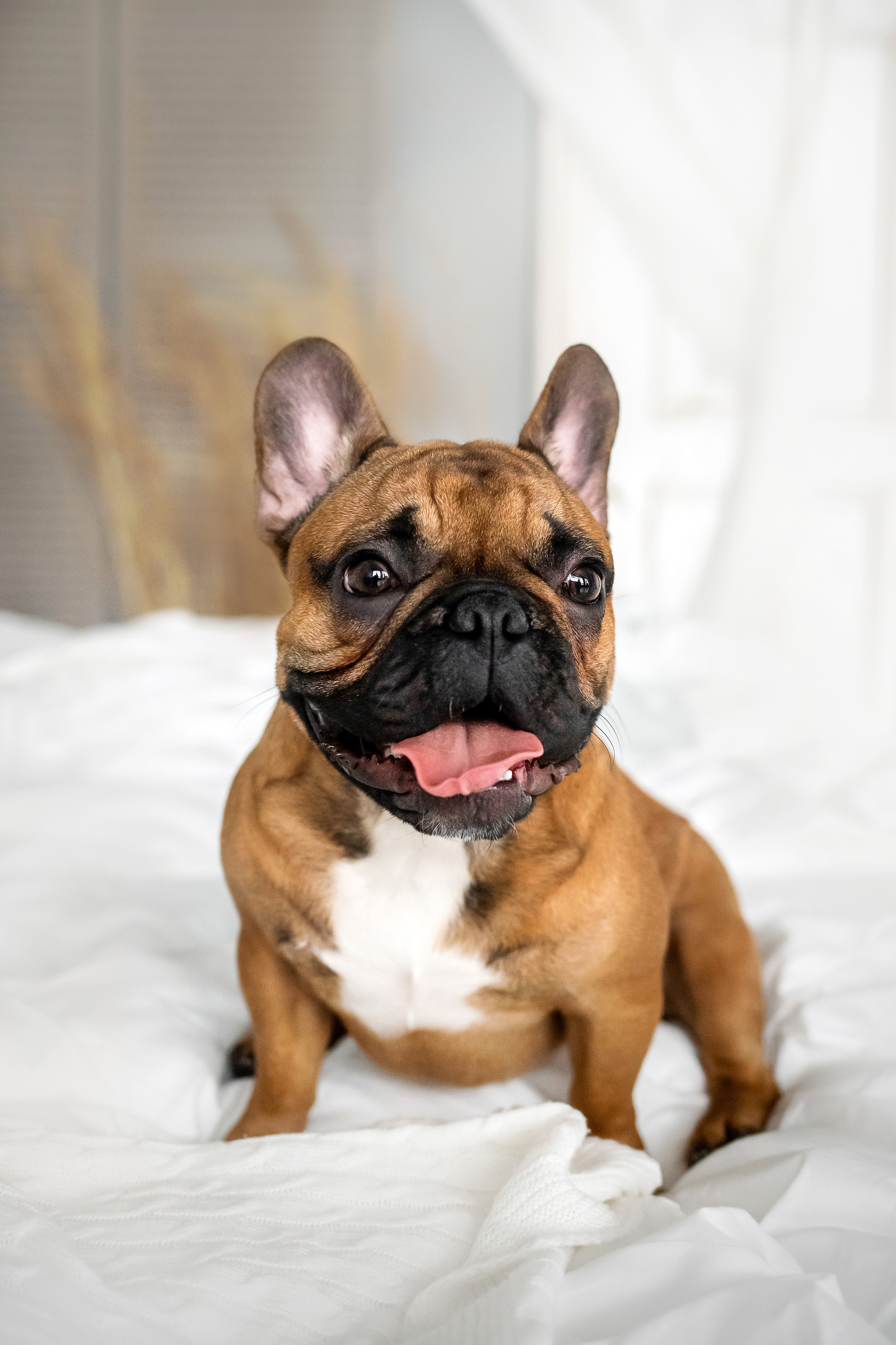 Фотосессия бульдогов Лео и Марса в догфрендли студии