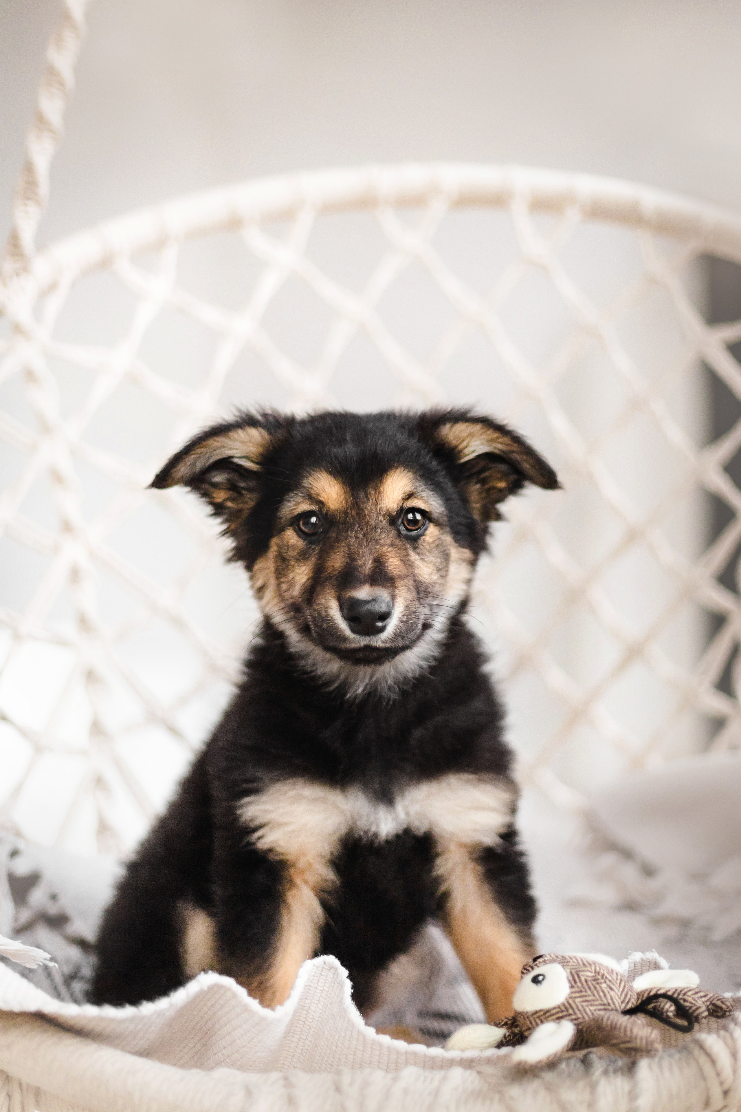 Фотосессия щенков Сатин и Нильс в студии