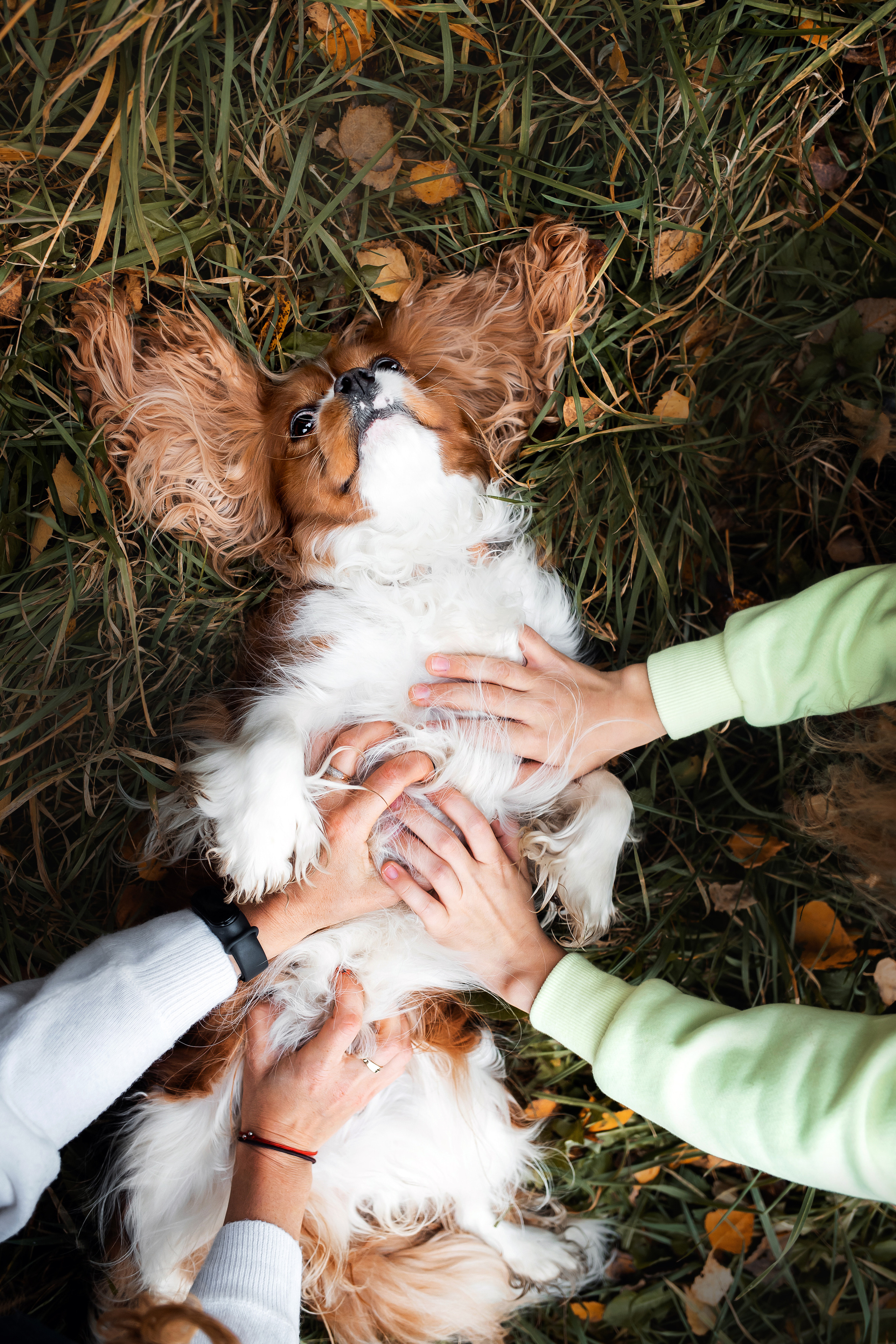 Фотосессия с ребенком и собакой
