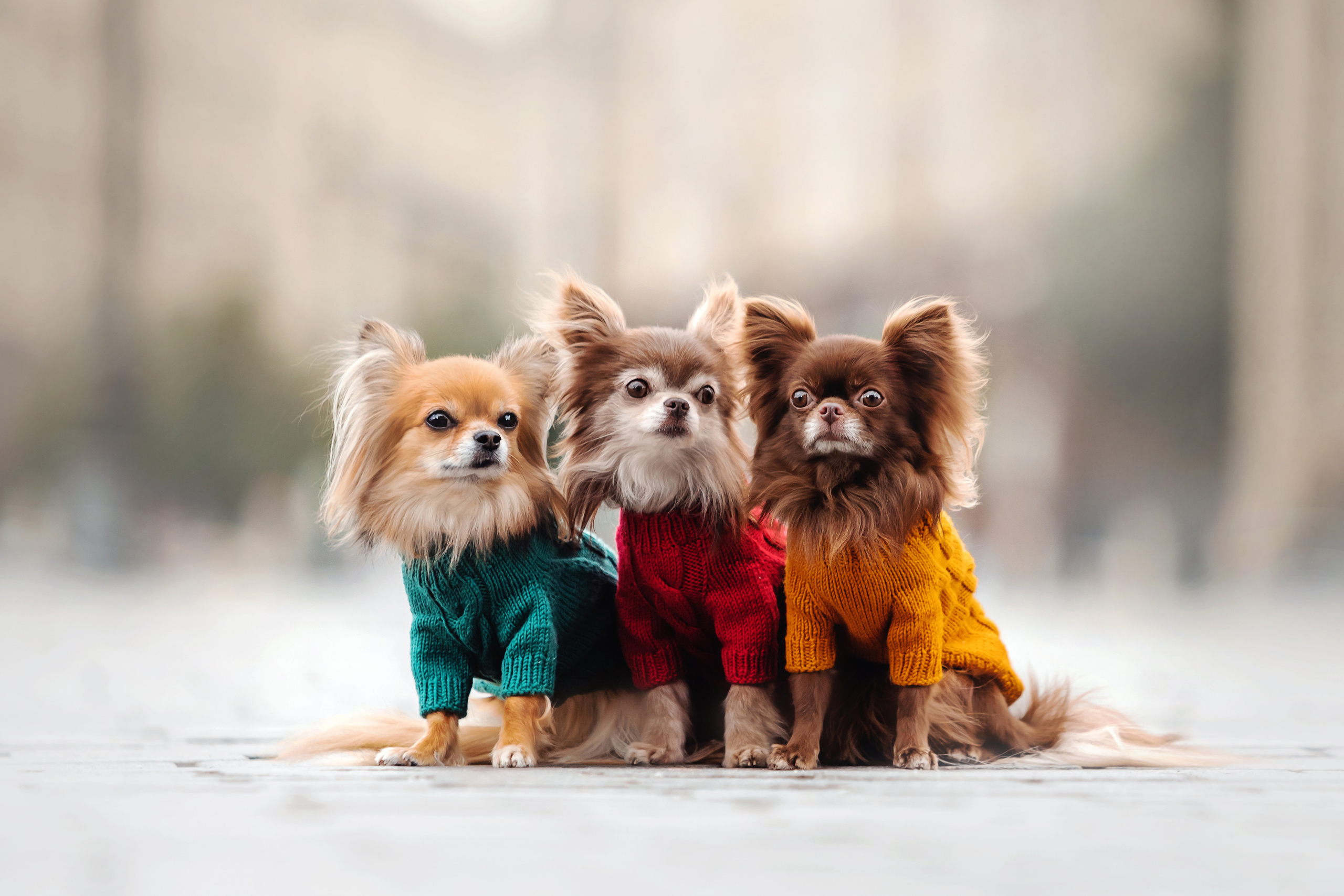 Фотосессия с чихуахуа в центре Москвы