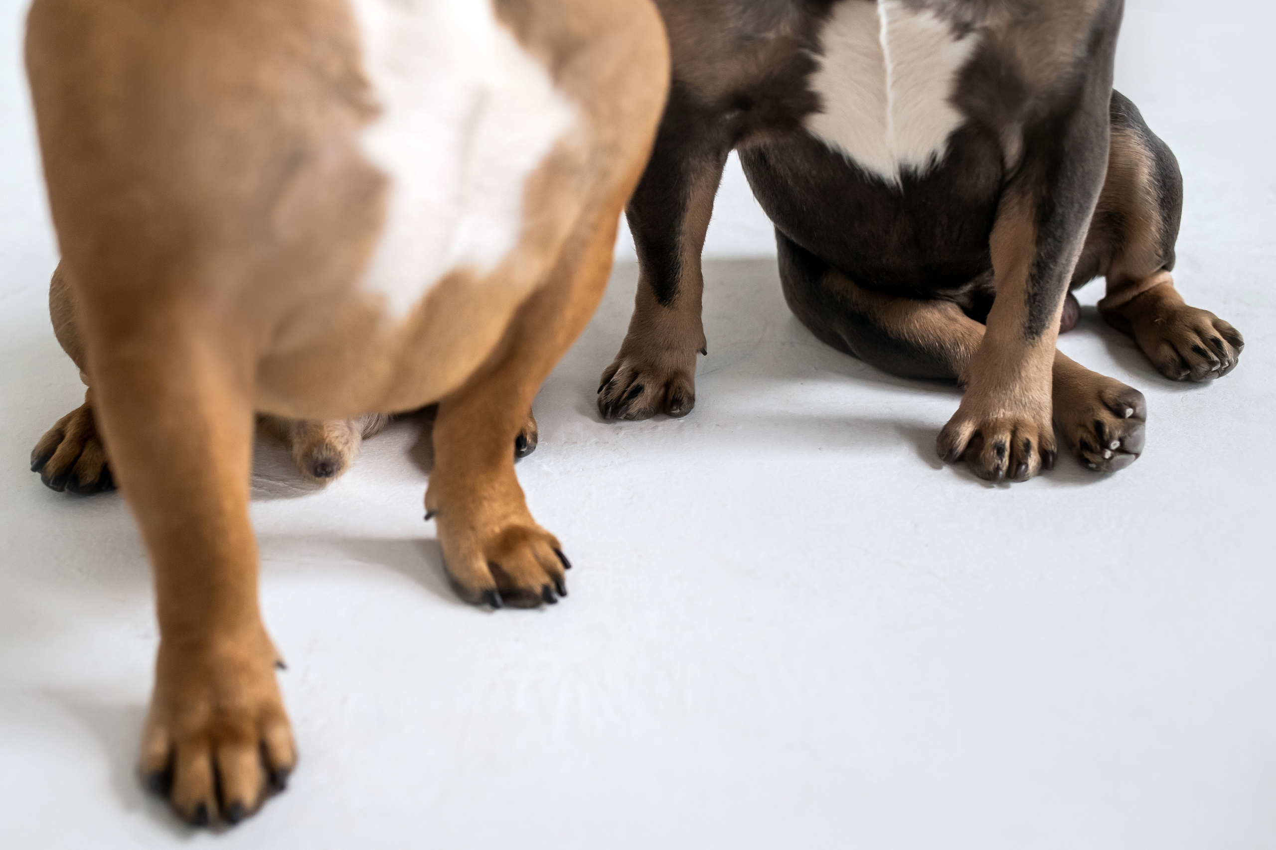 Фотосессия бульдогов Лео и Марса в догфрендли студии