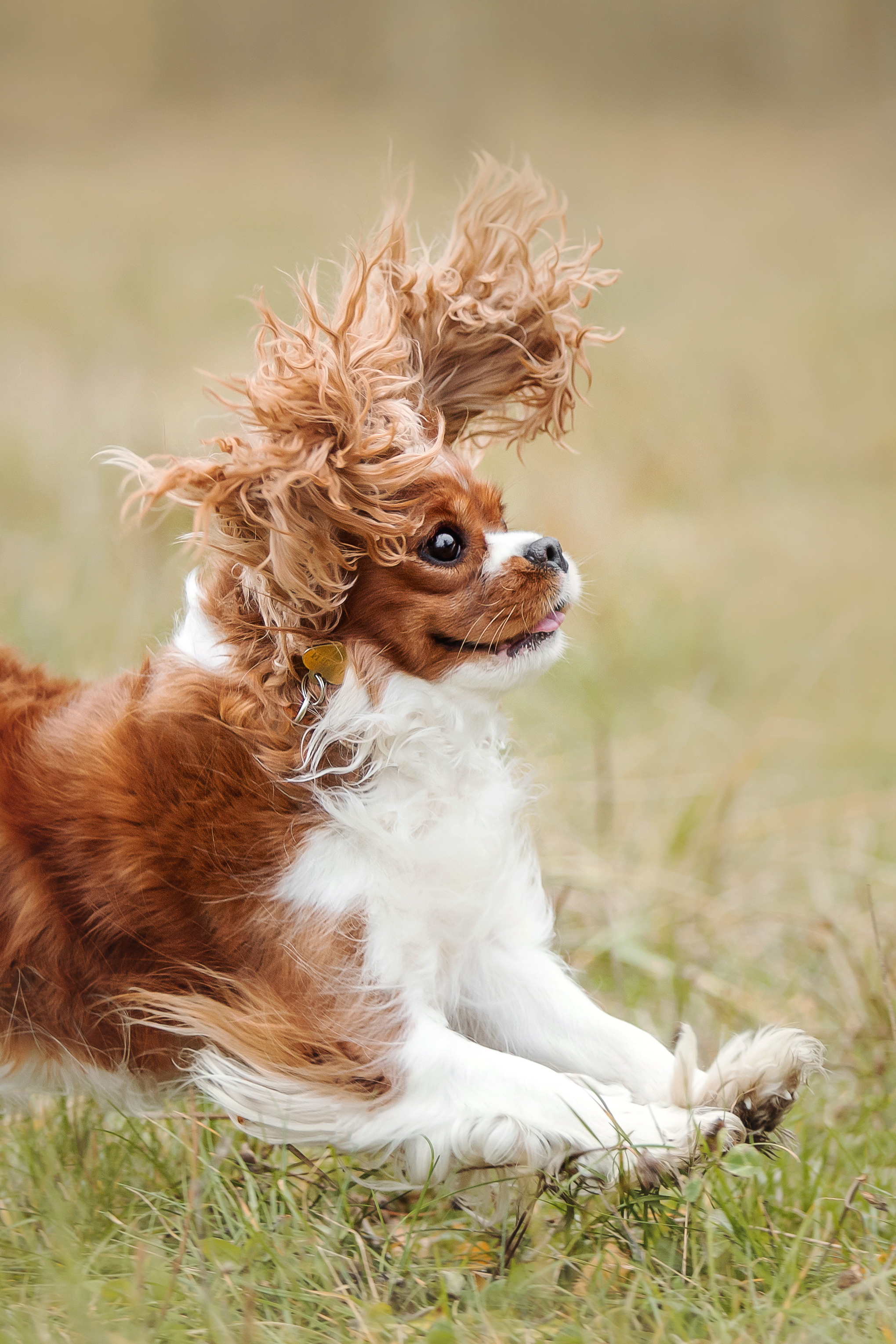 Фотосессия с ребенком и собакой