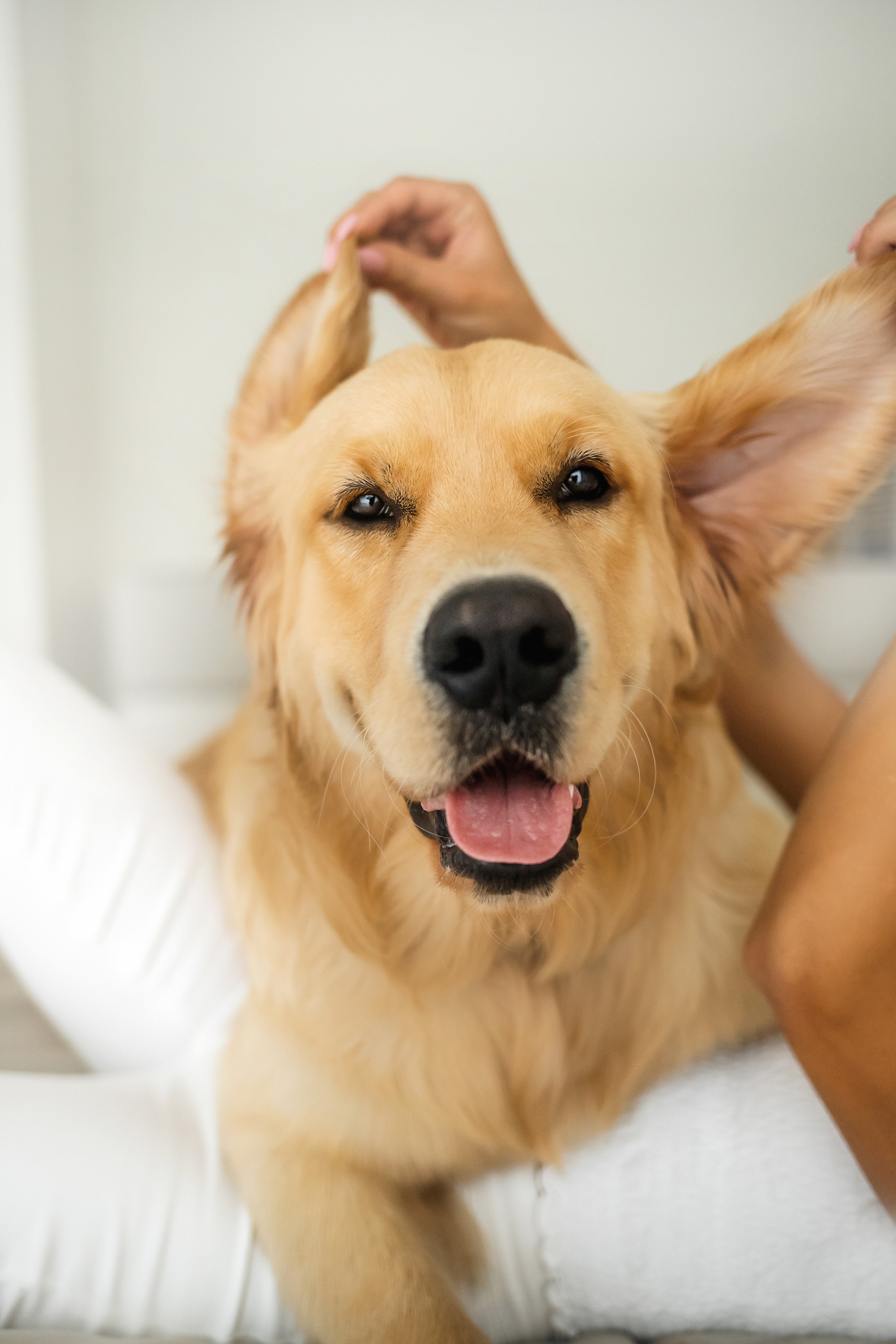 Фотосессия с щенком золотистого ретривера